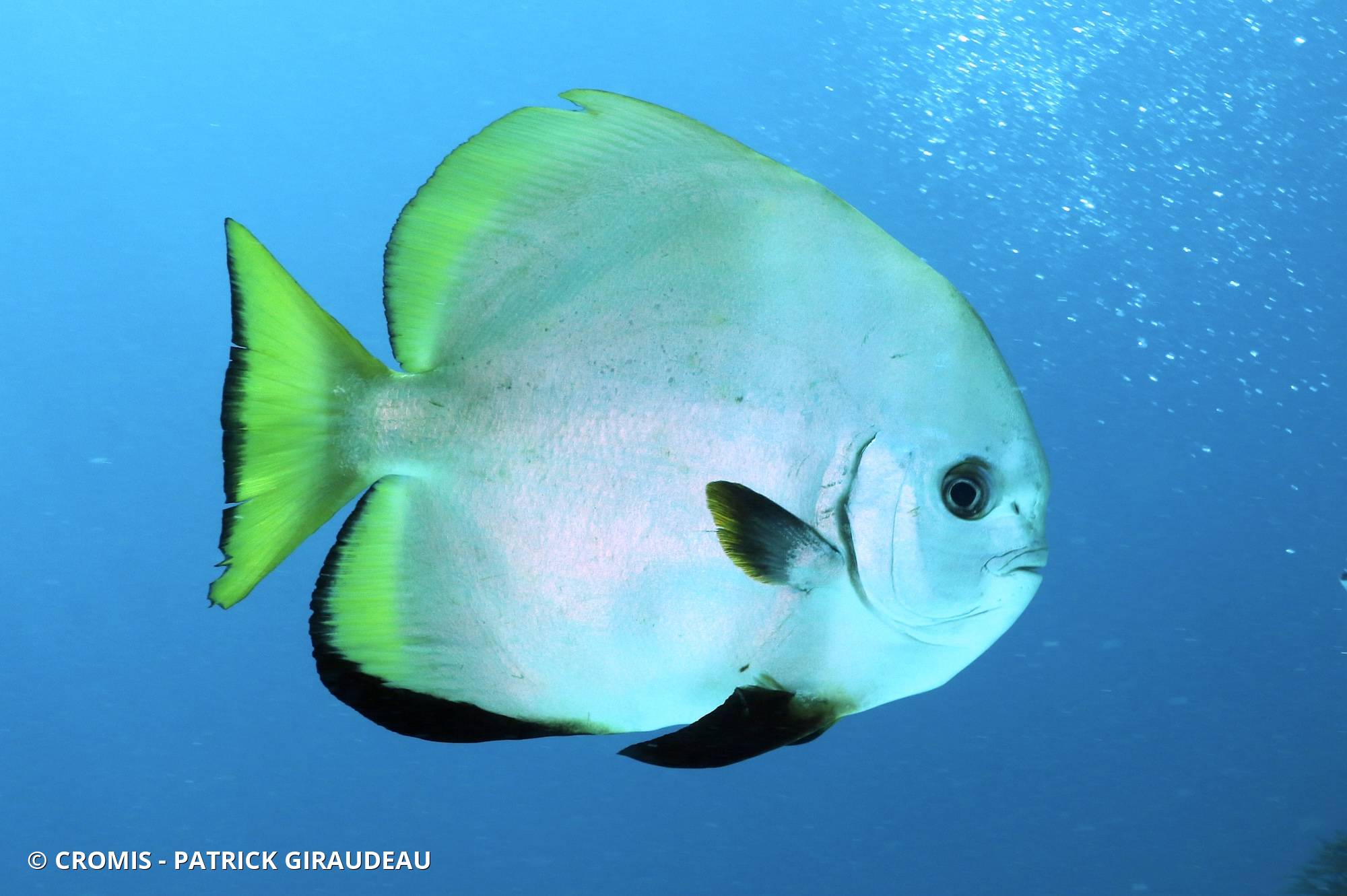 Platax orbiculaire