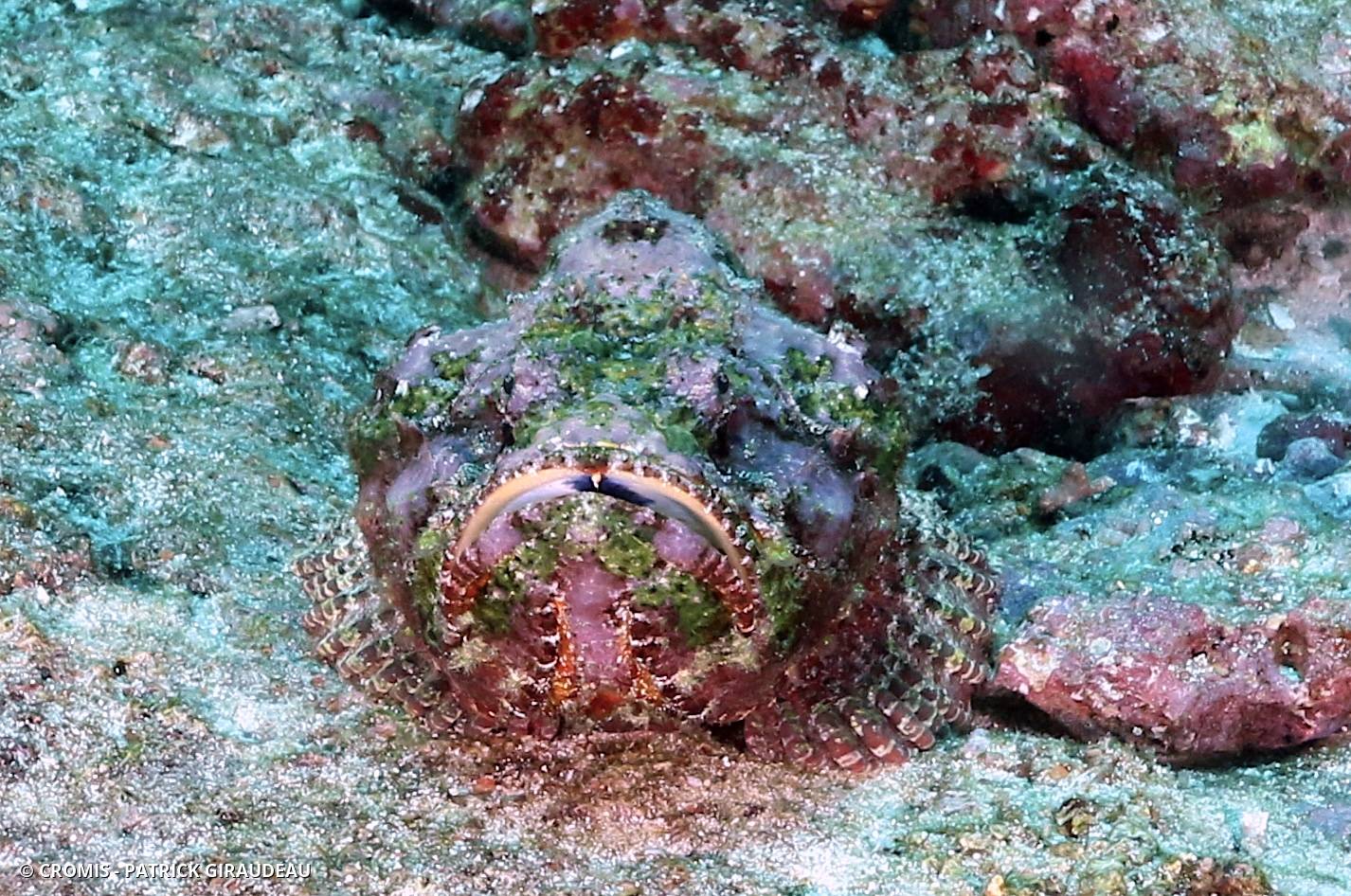 Poisson-pierre commun