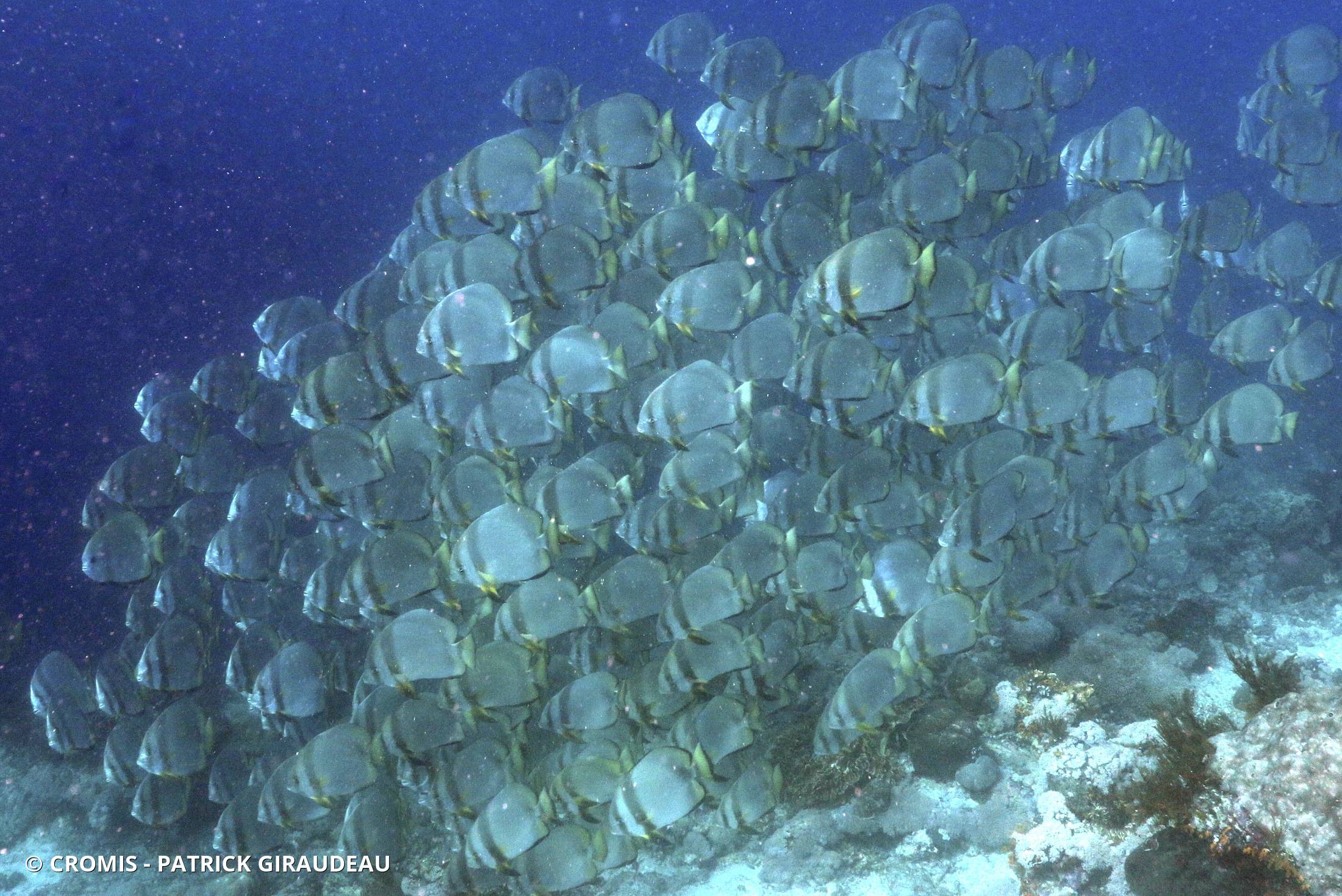 Platax orbiculaire