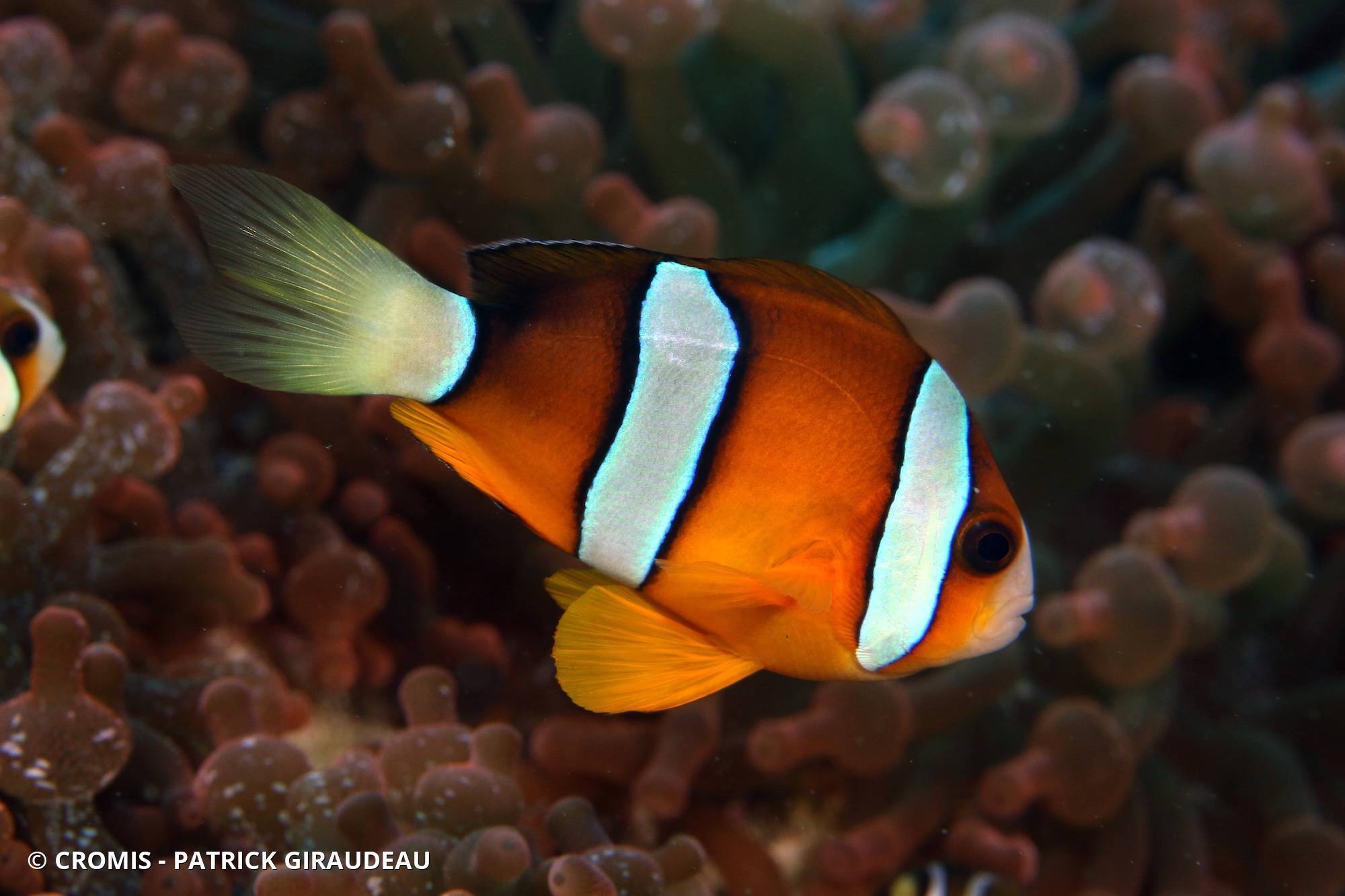 Poisson-clown de Clark