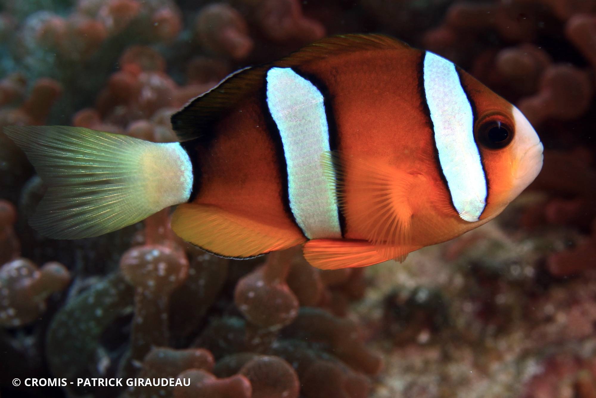Poisson-clown de Clark