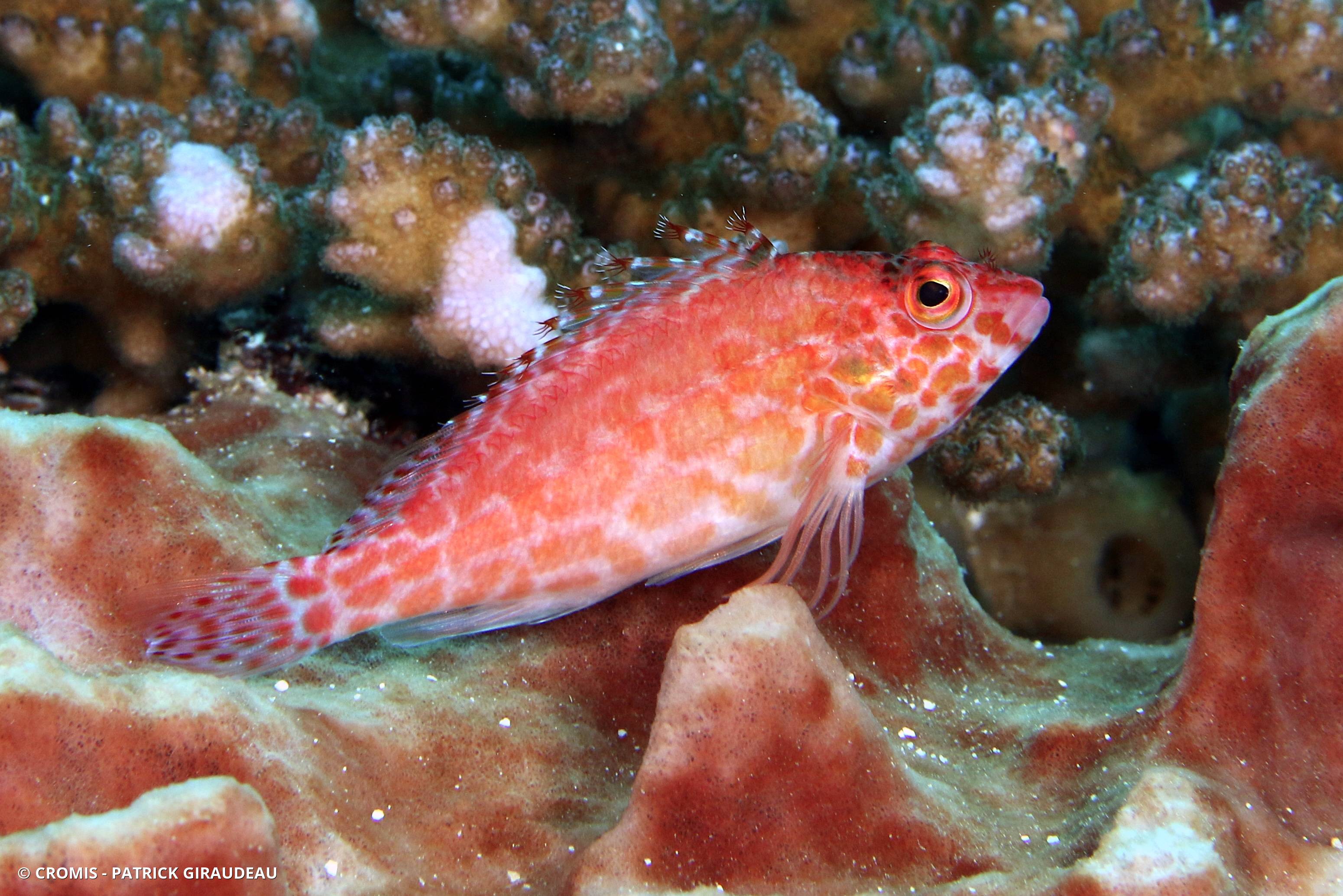 Poisson-faucon tacheté