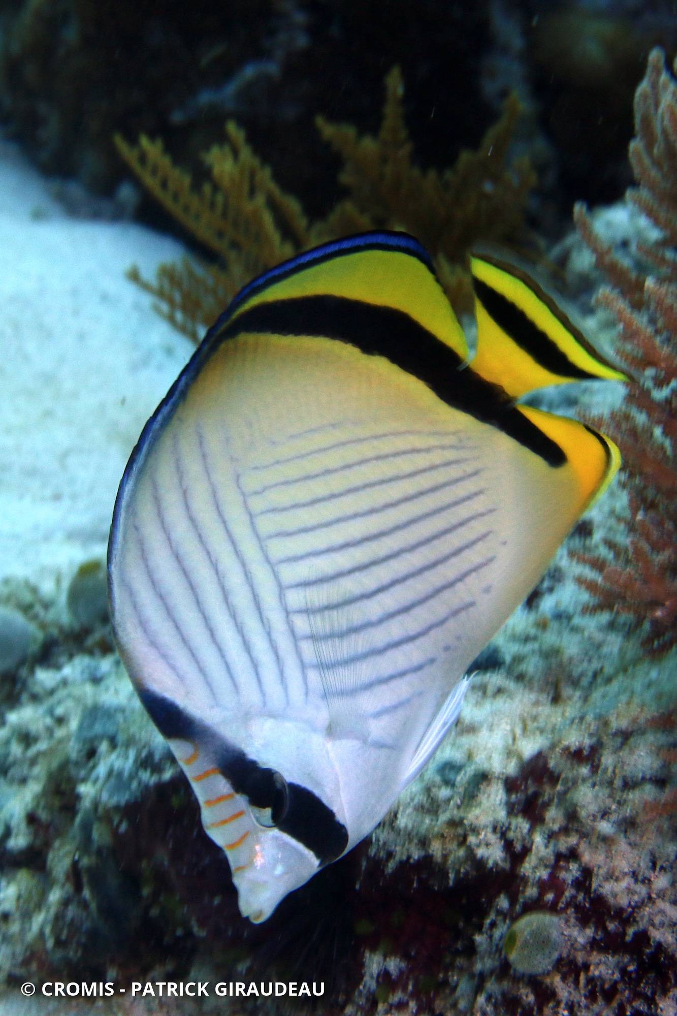 Poisson-papillon vagabond