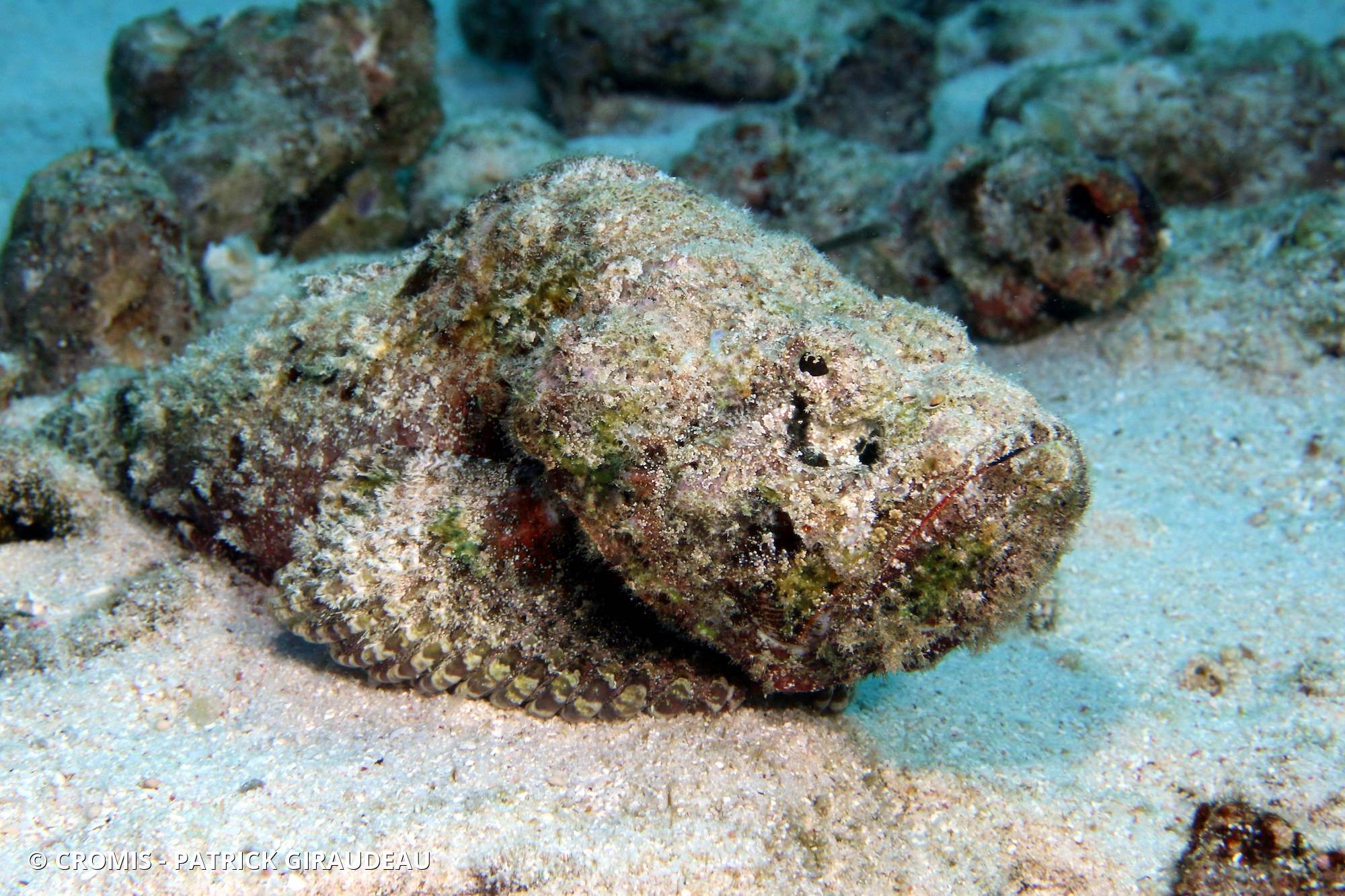 Poisson-scorpion diable