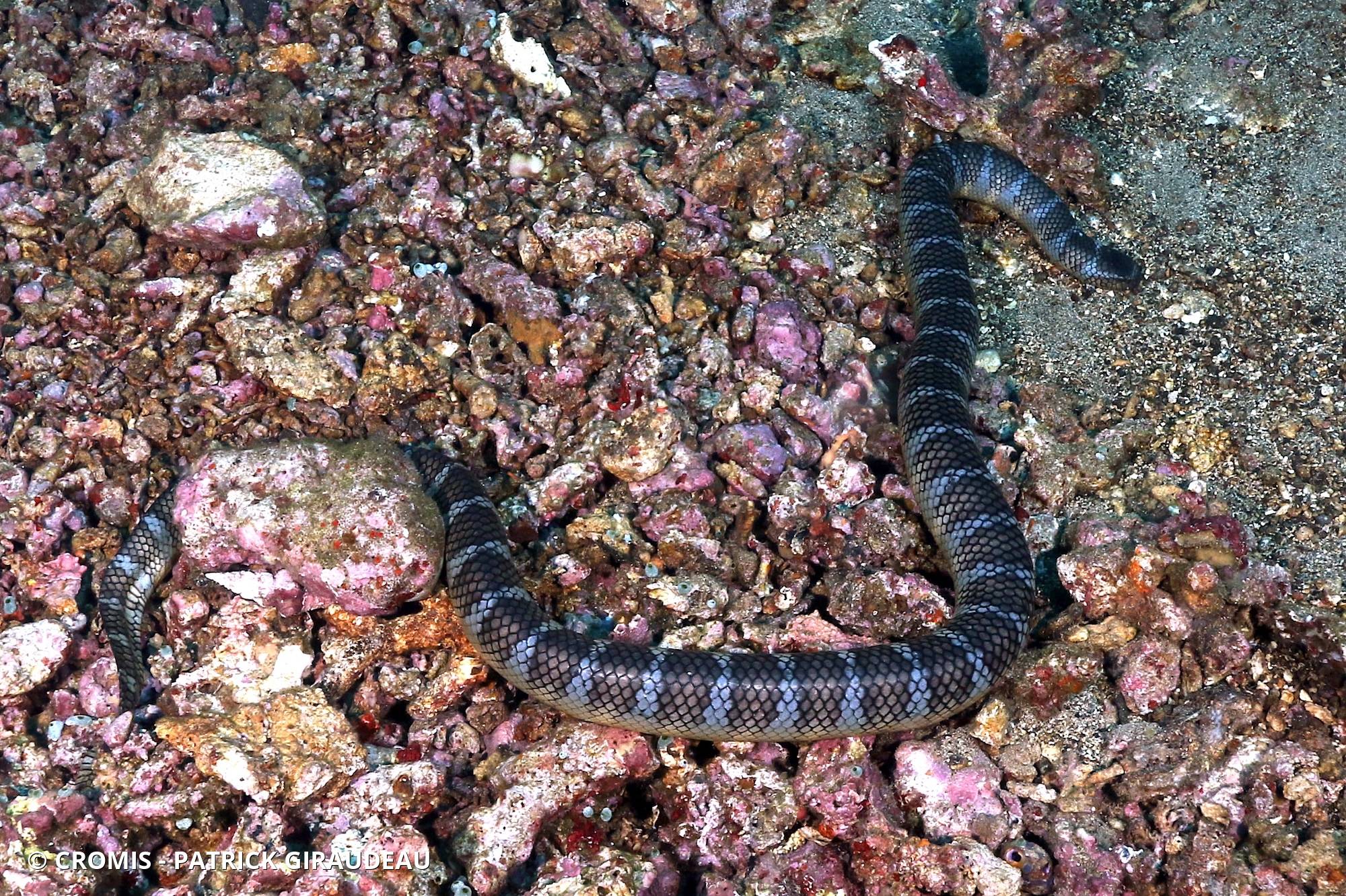 Serpent marin olive
