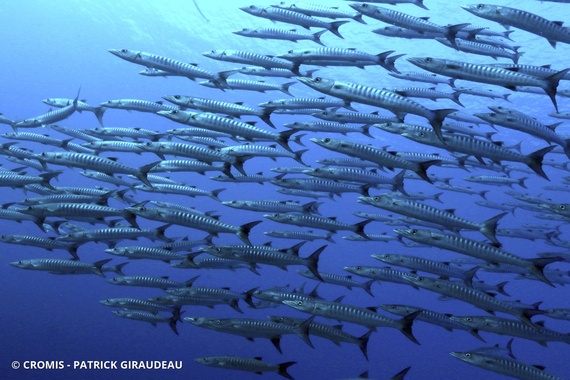 Barracuda à nageoires noires