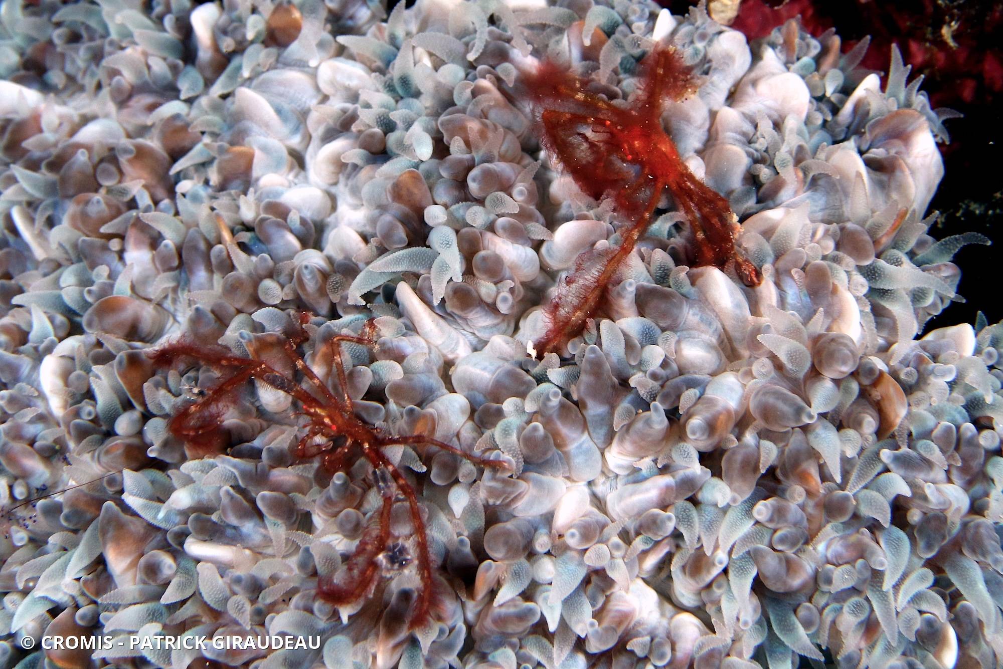 Crabe orang-outan