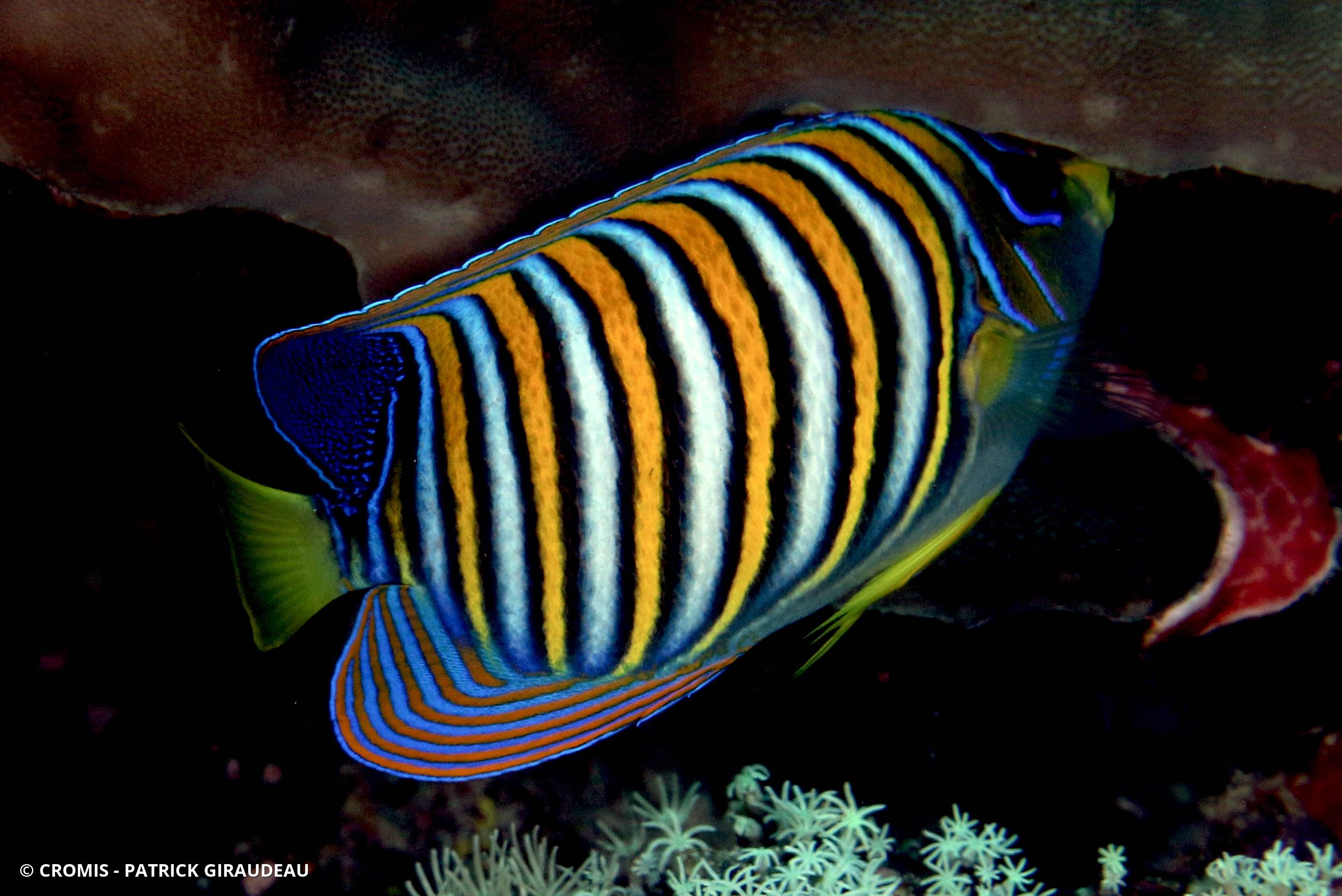 Poisson-ange duc
