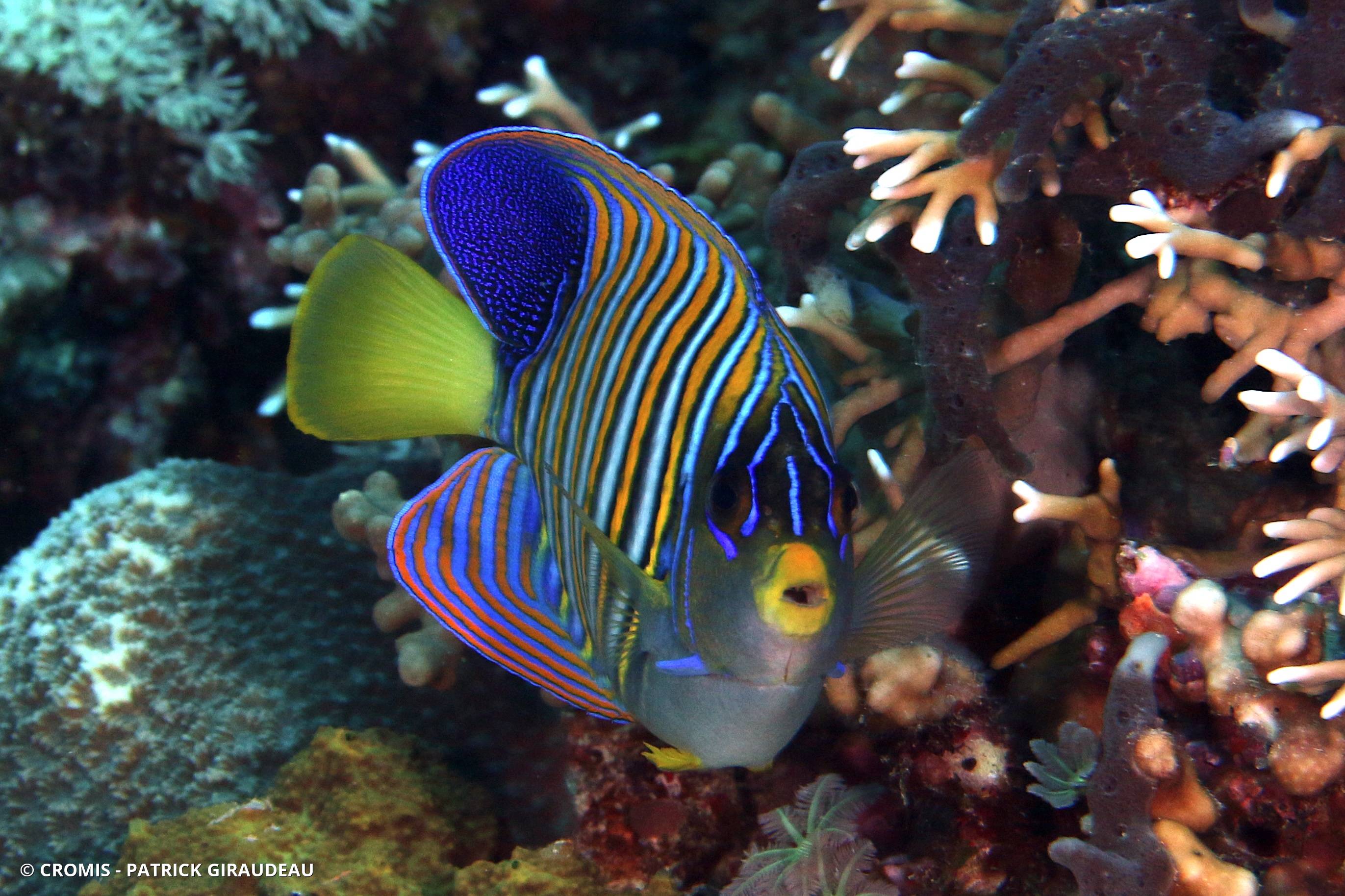 Poisson-ange duc