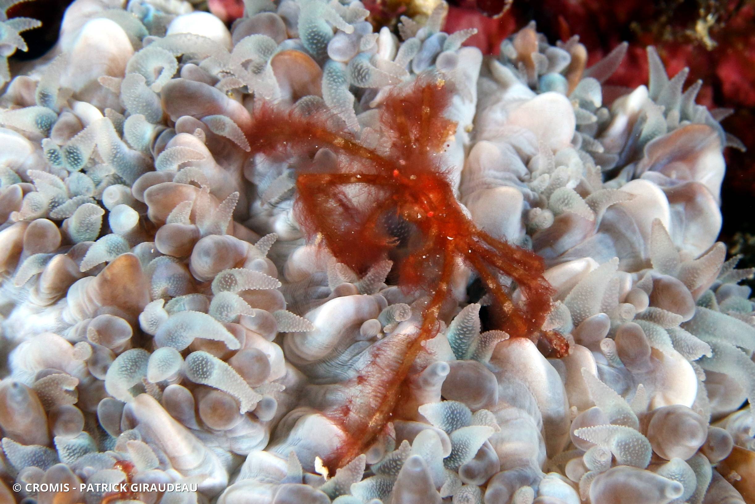Crabe orang-outan