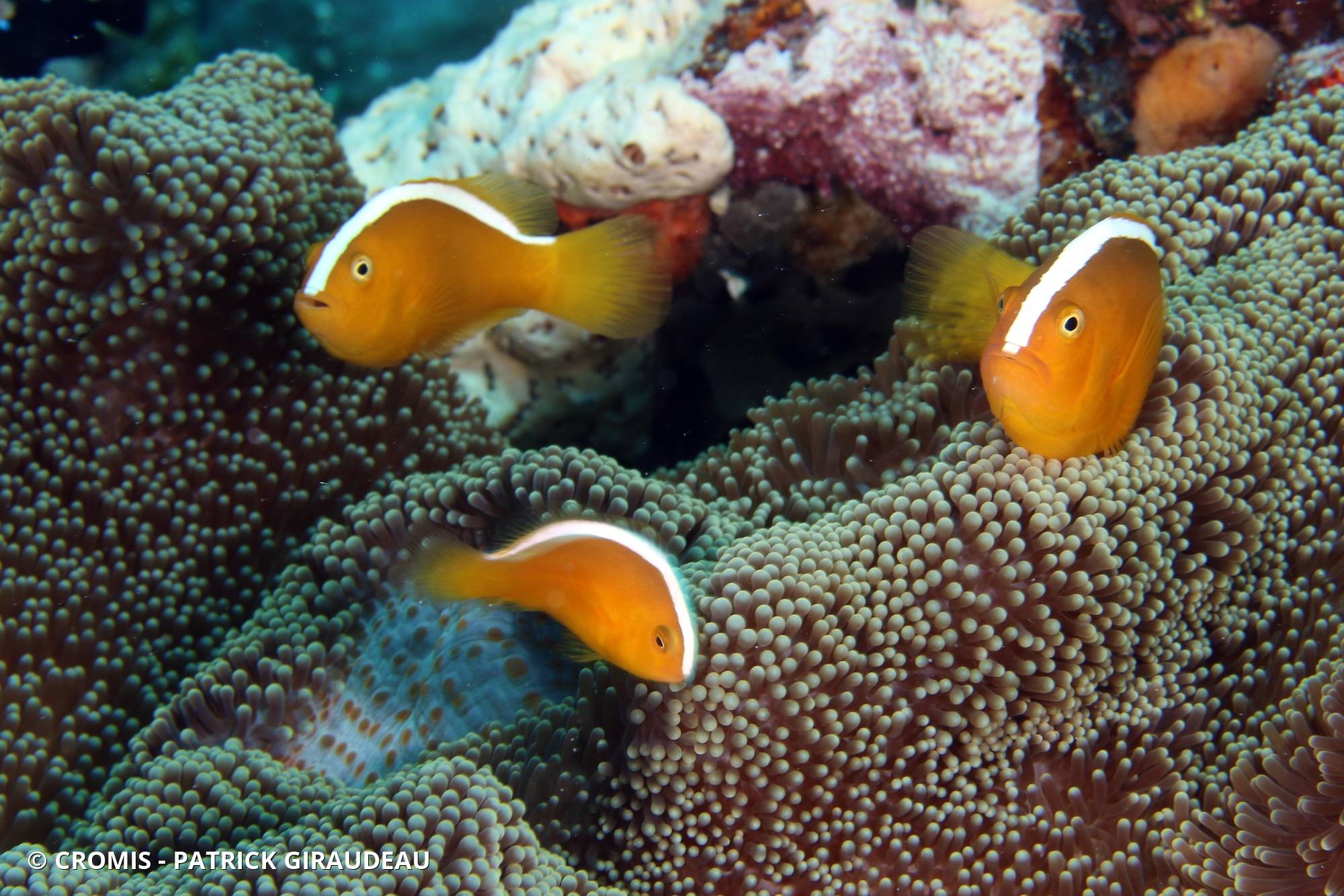 Poisson-clown orange