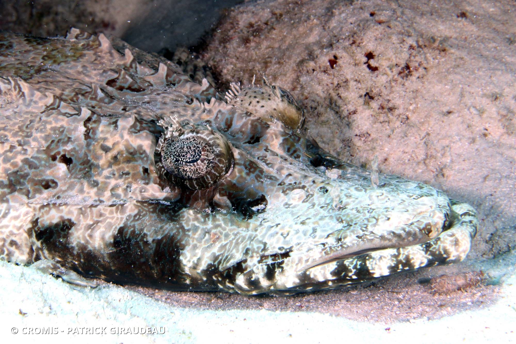 Poisson-crocodile