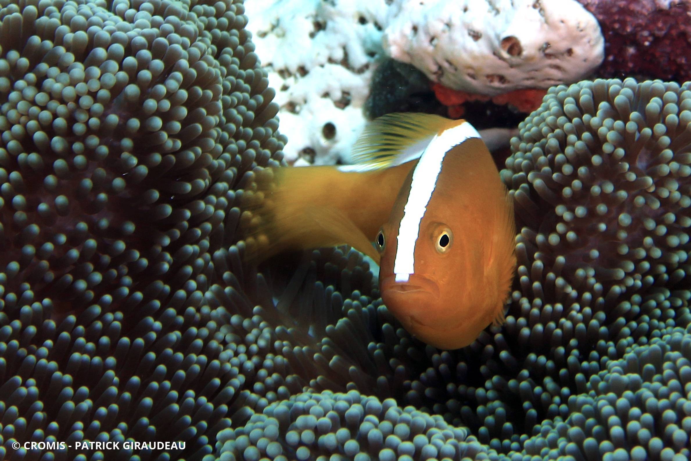 Poisson-clown orange