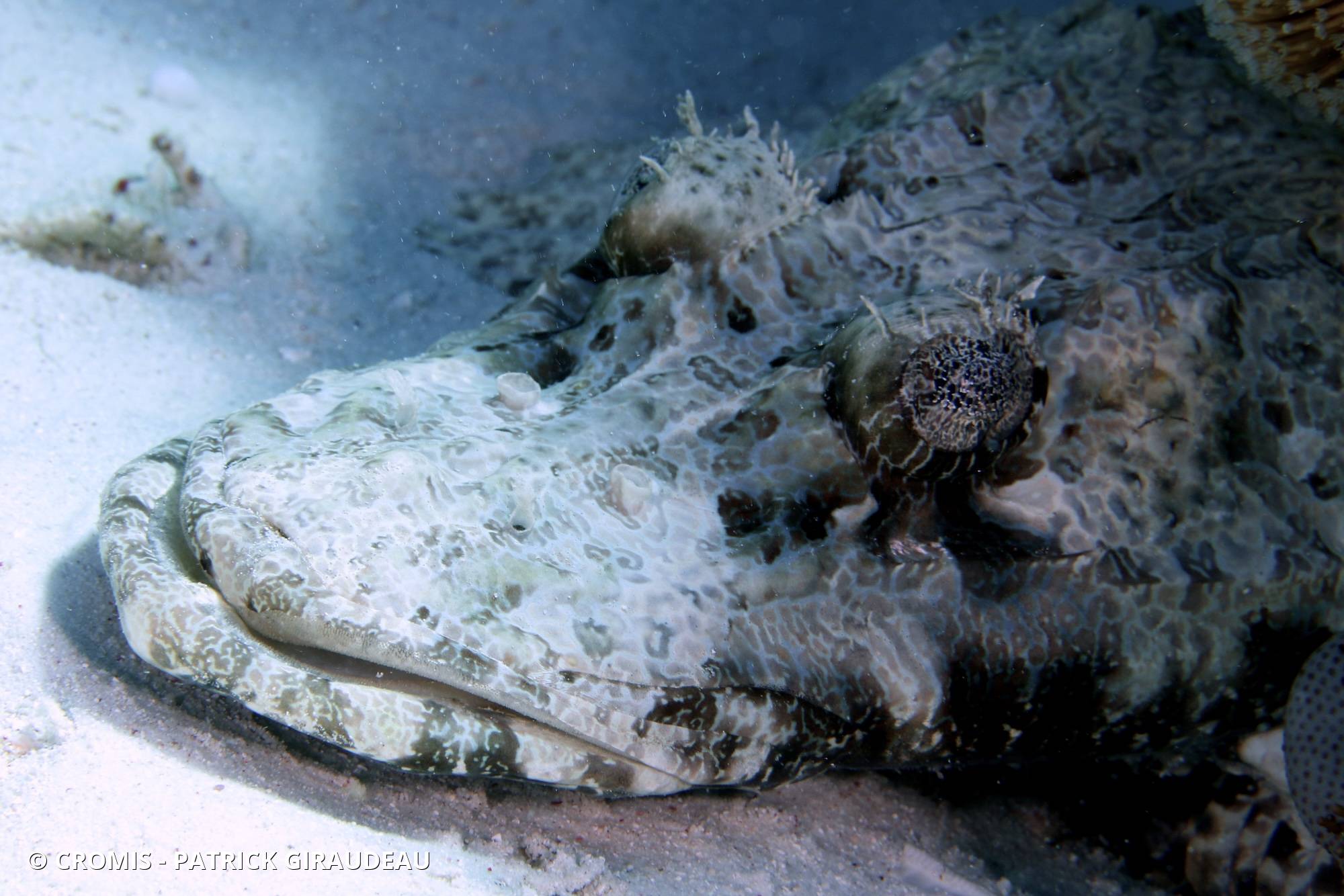 Poisson-crocodile
