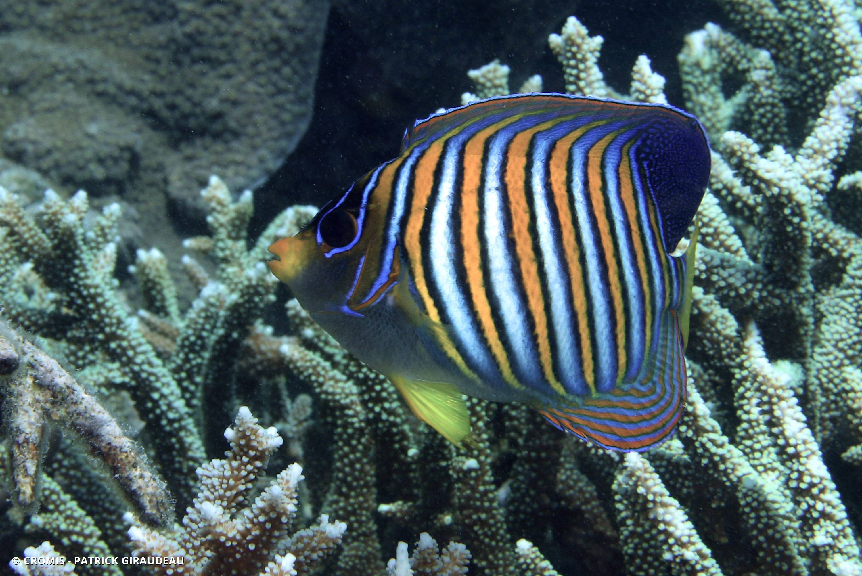 Poisson-ange duc