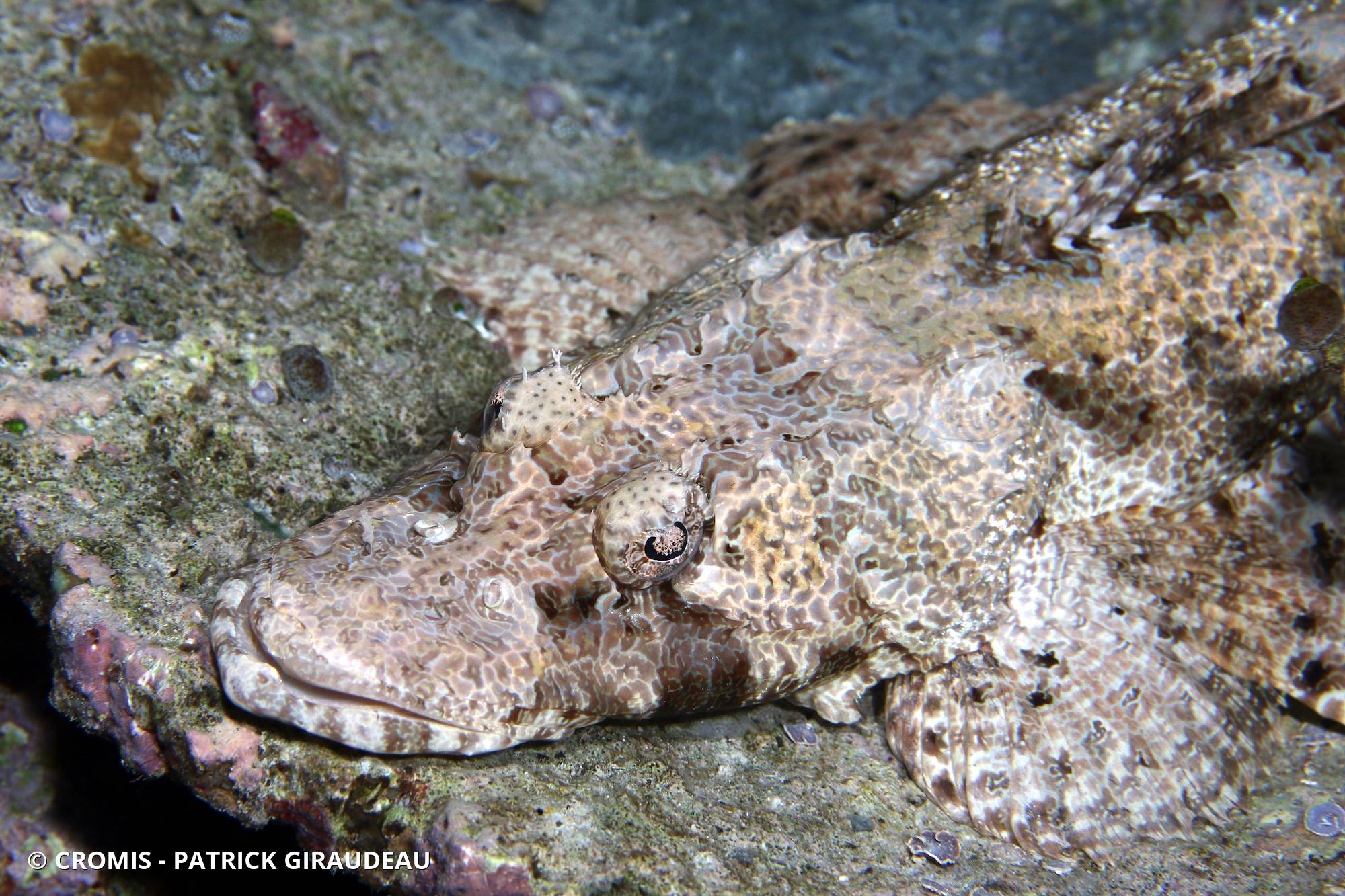 Poisson-crocodile