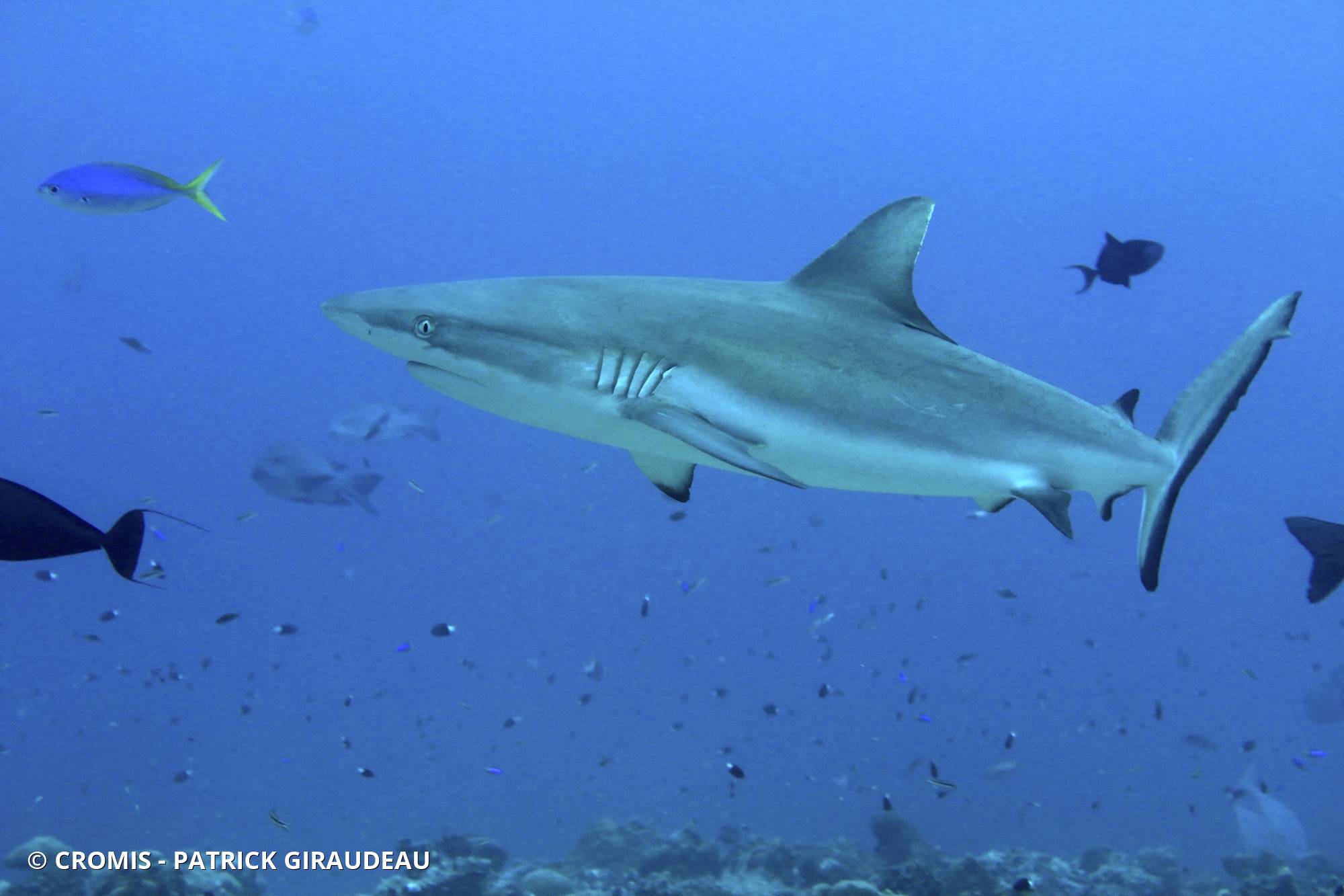 Requin gris de récif