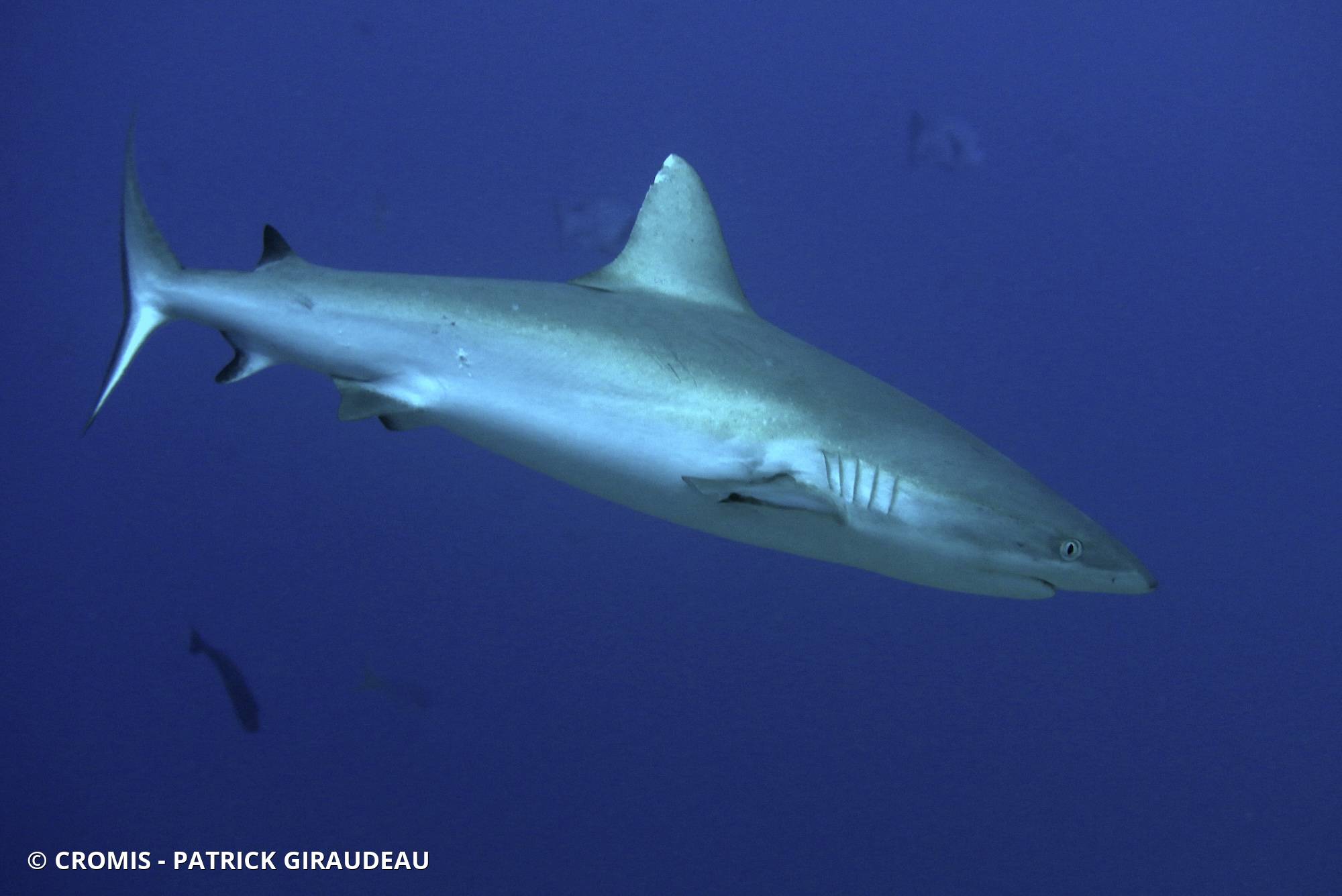 Requin gris de récif