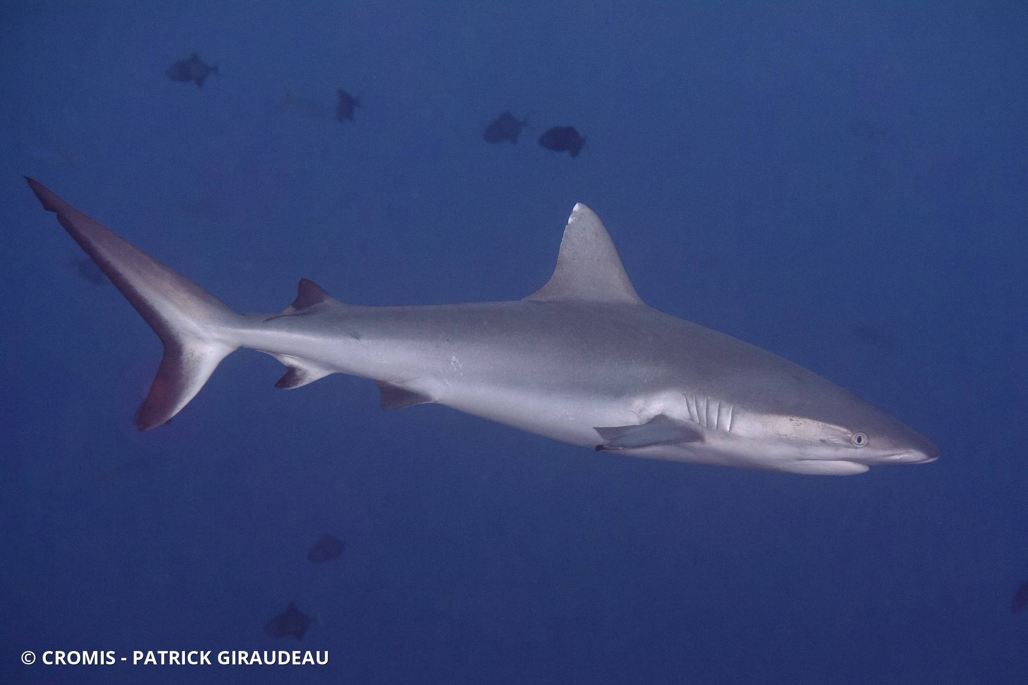 Requin gris de récif