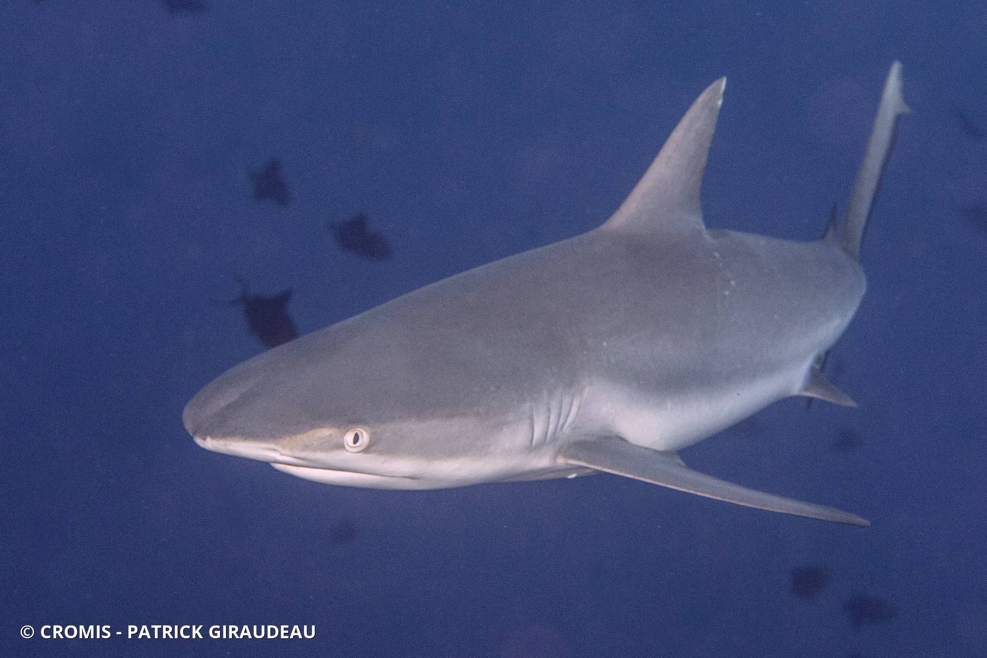 Requin gris de récif