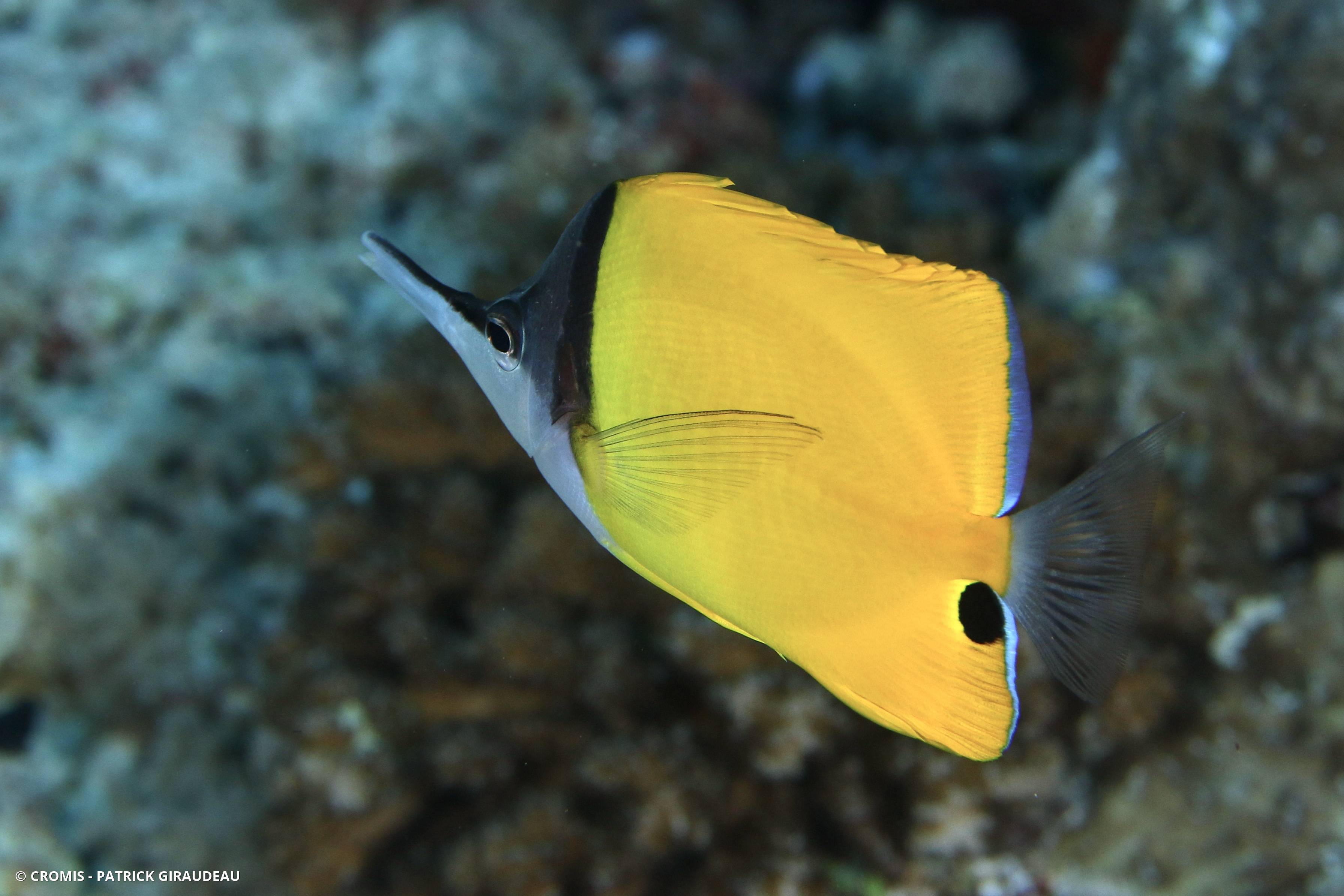 Poisson-pincette jaune