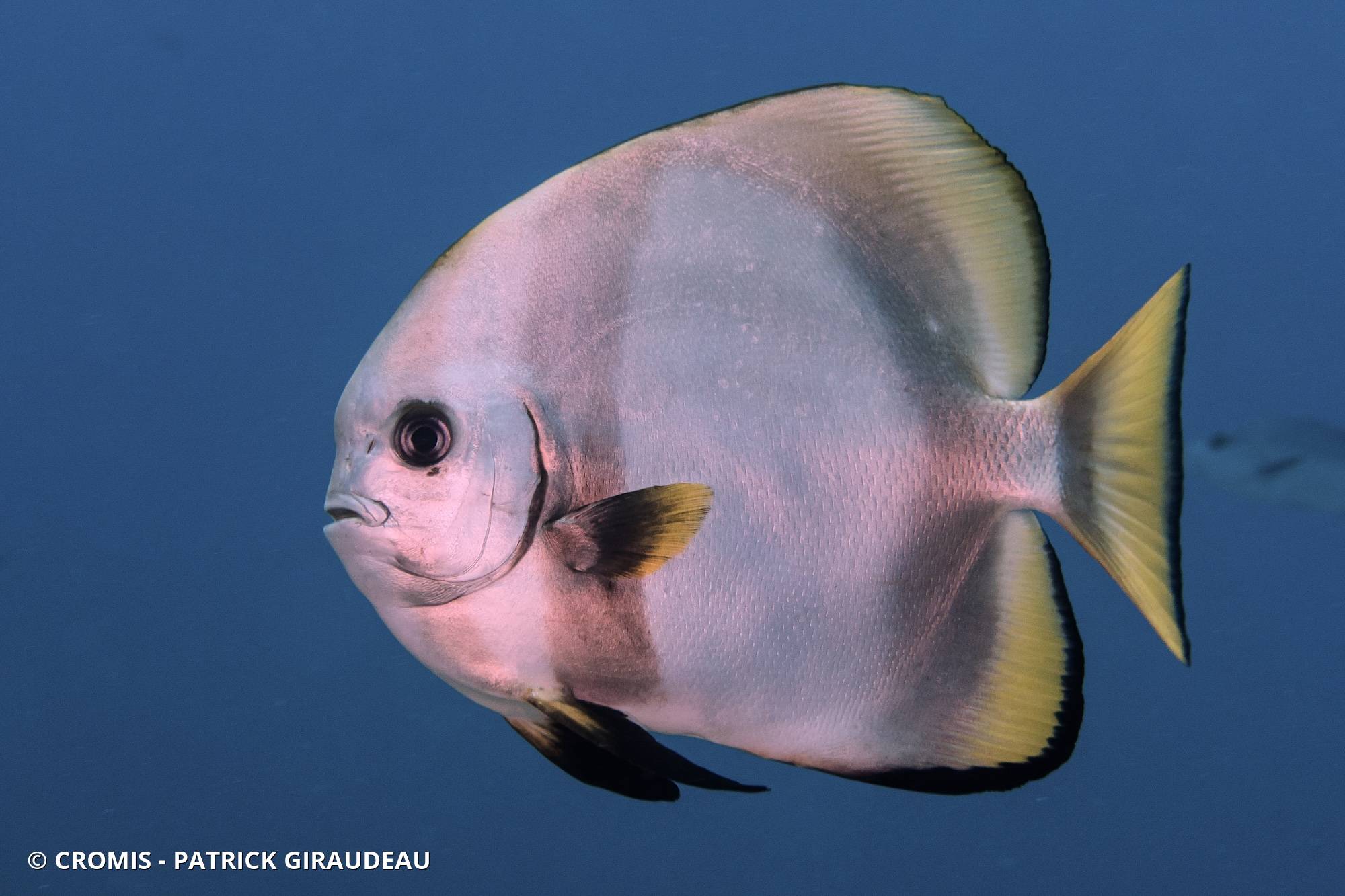 Platax orbiculaire