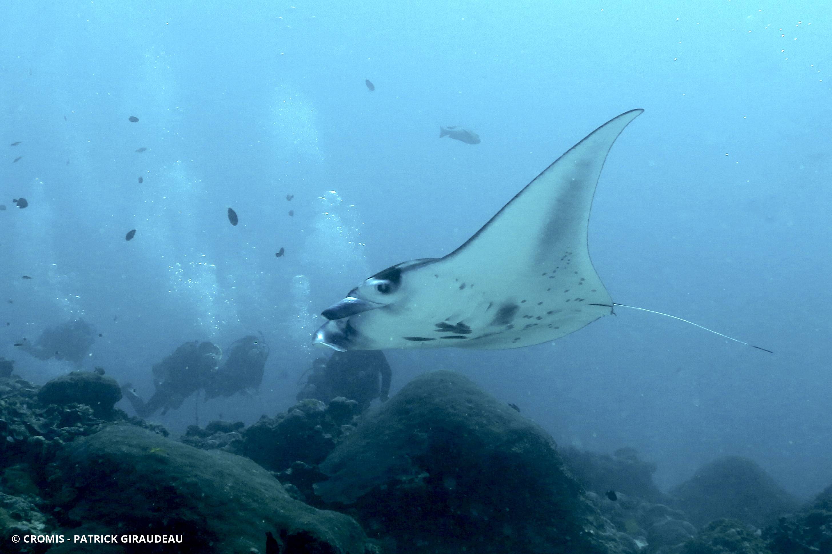 Manta des récifs
