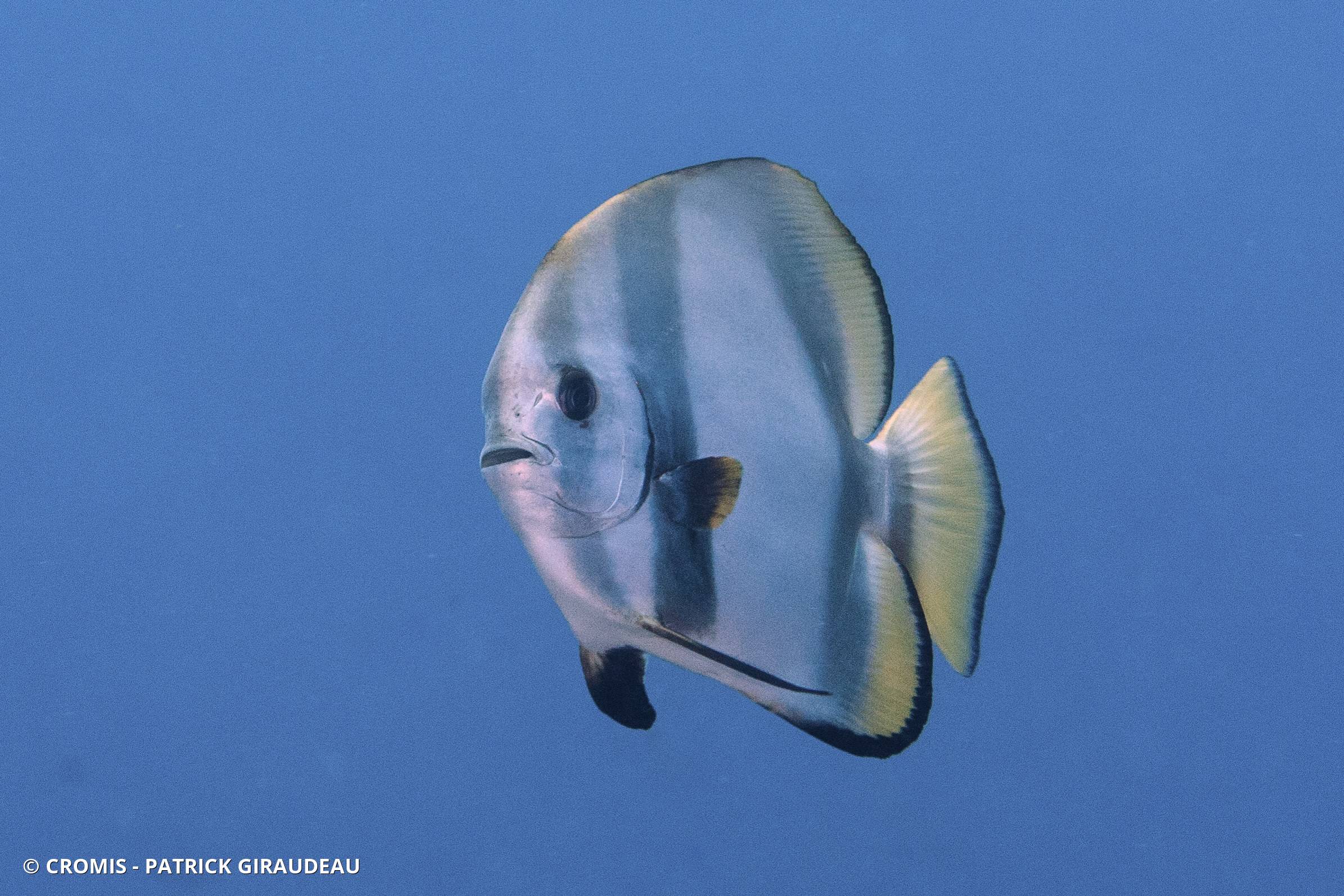 Platax orbiculaire