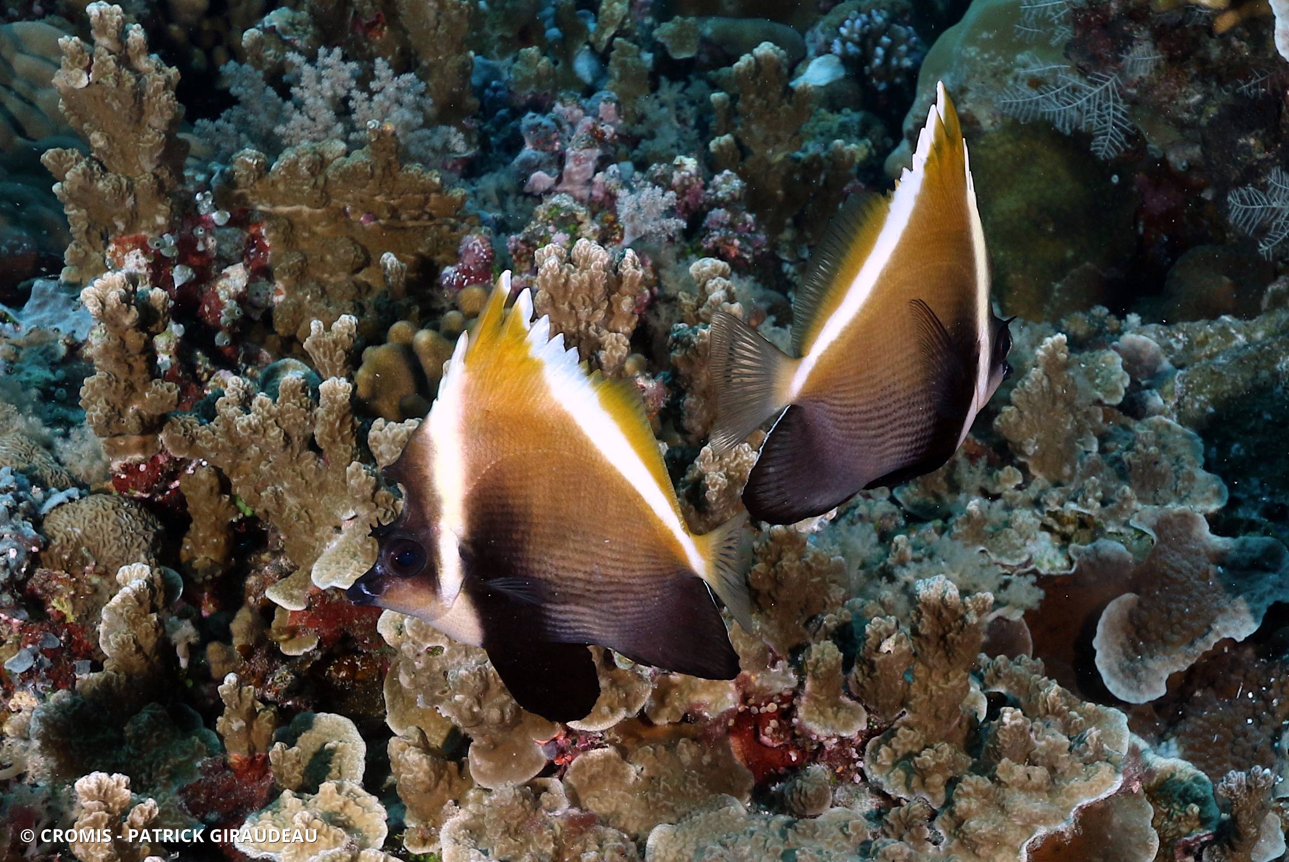 Poisson-cocher noir