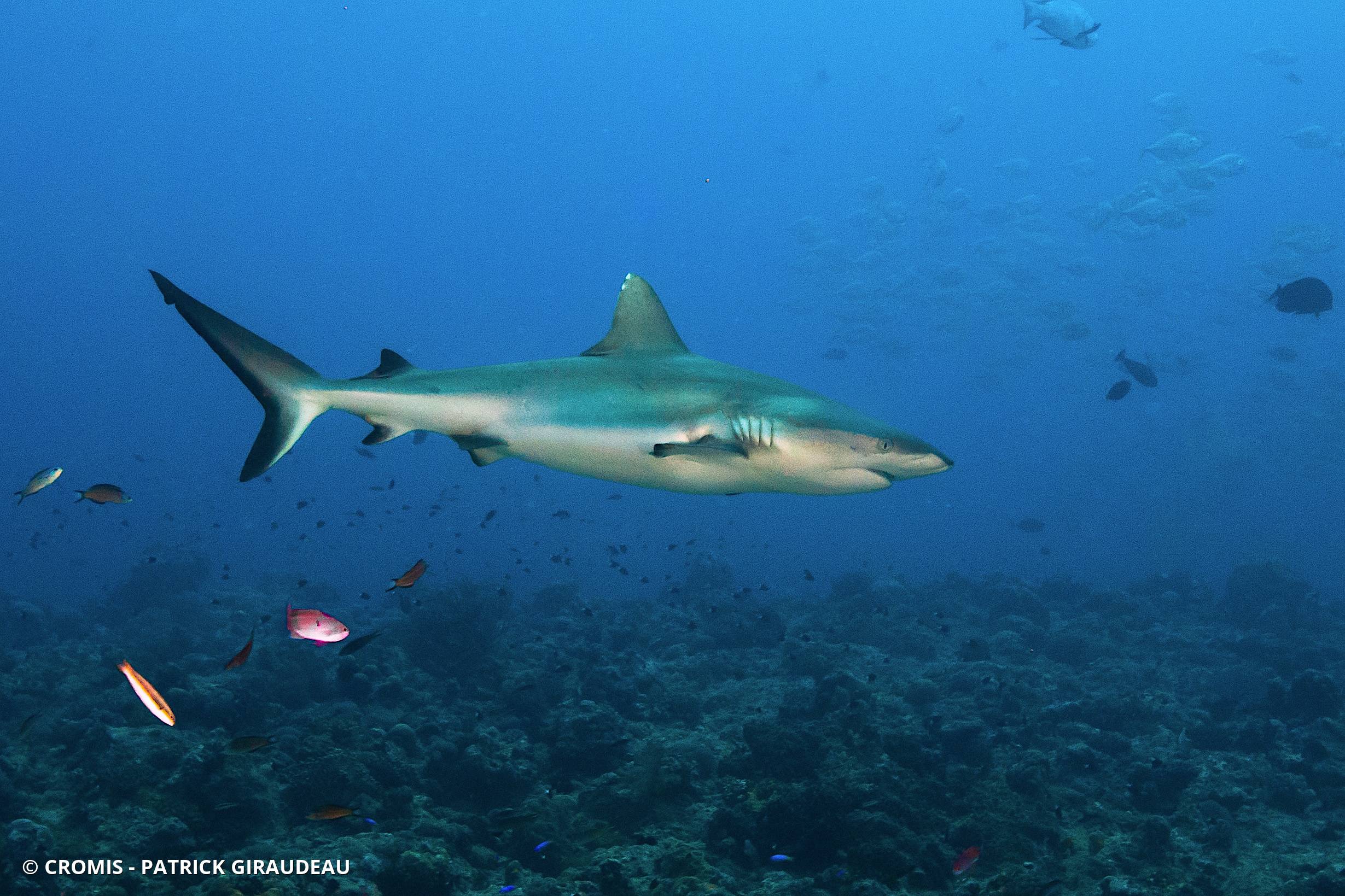 Requin gris de récif