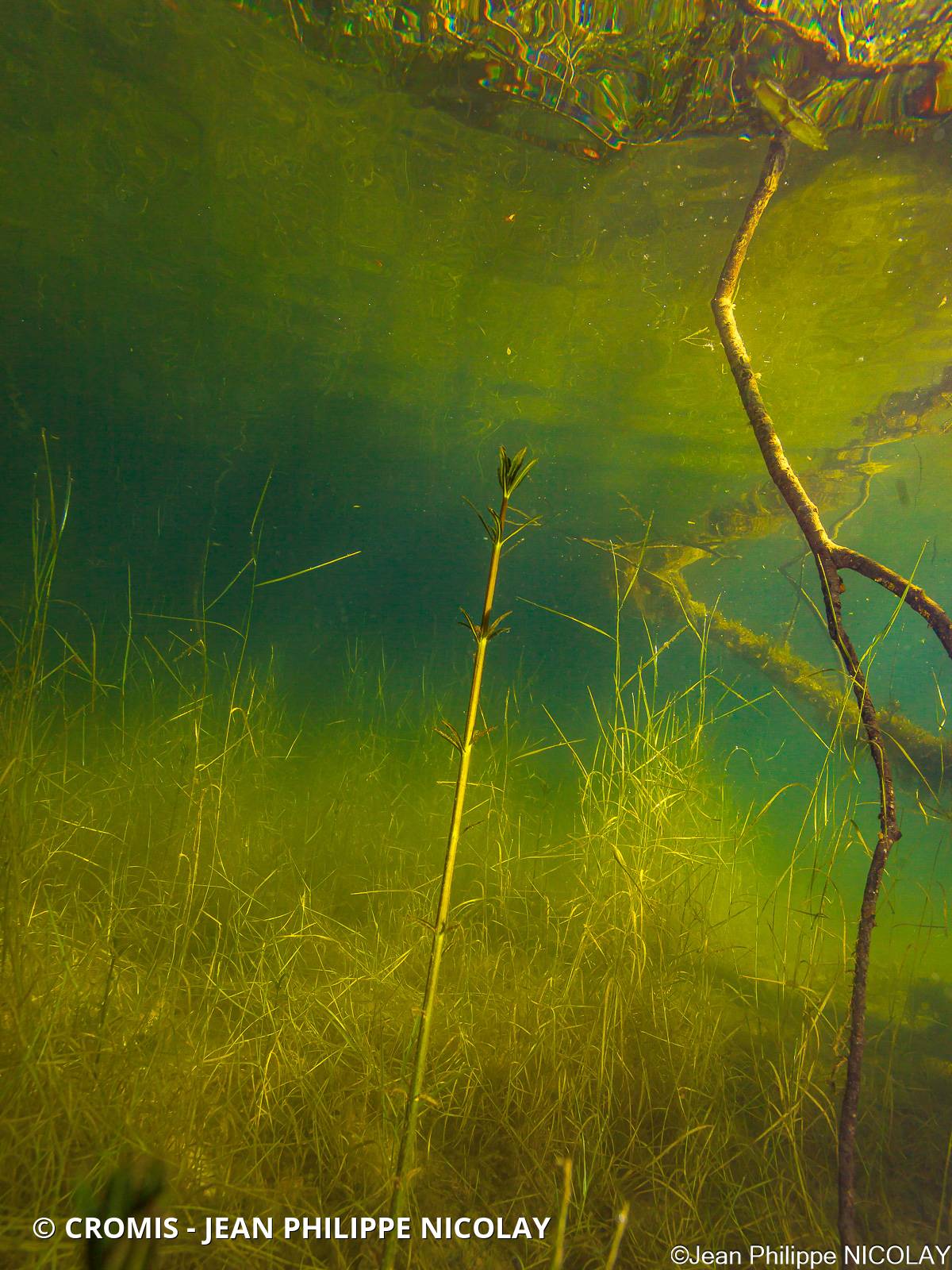 Potamot perfolié