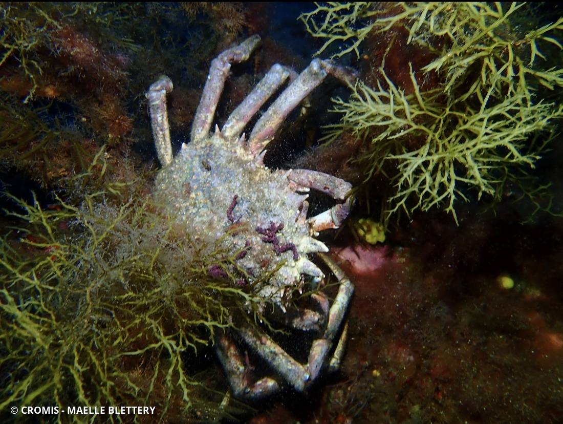 Grande araignée de Méditerranée