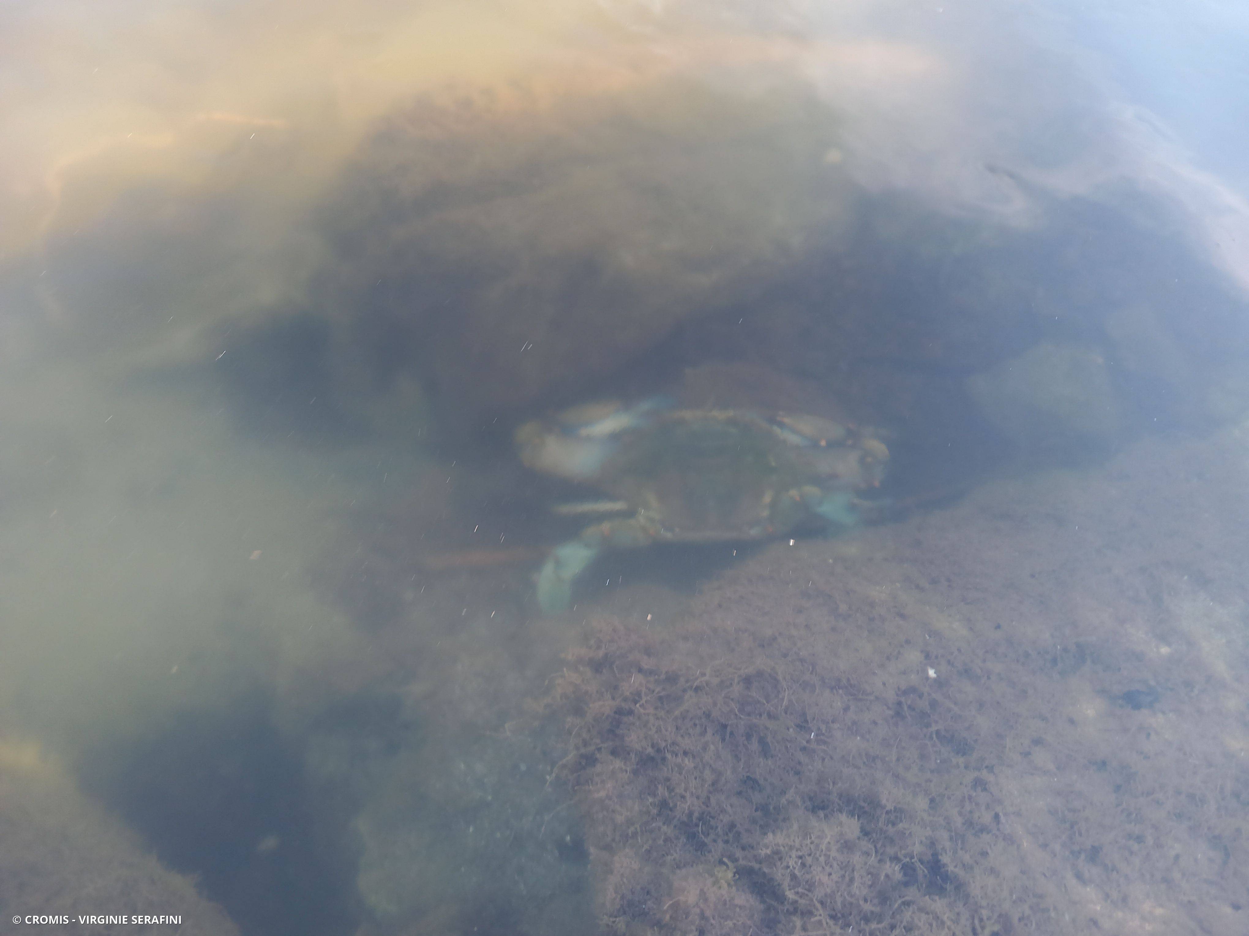 Crabe bleu américain