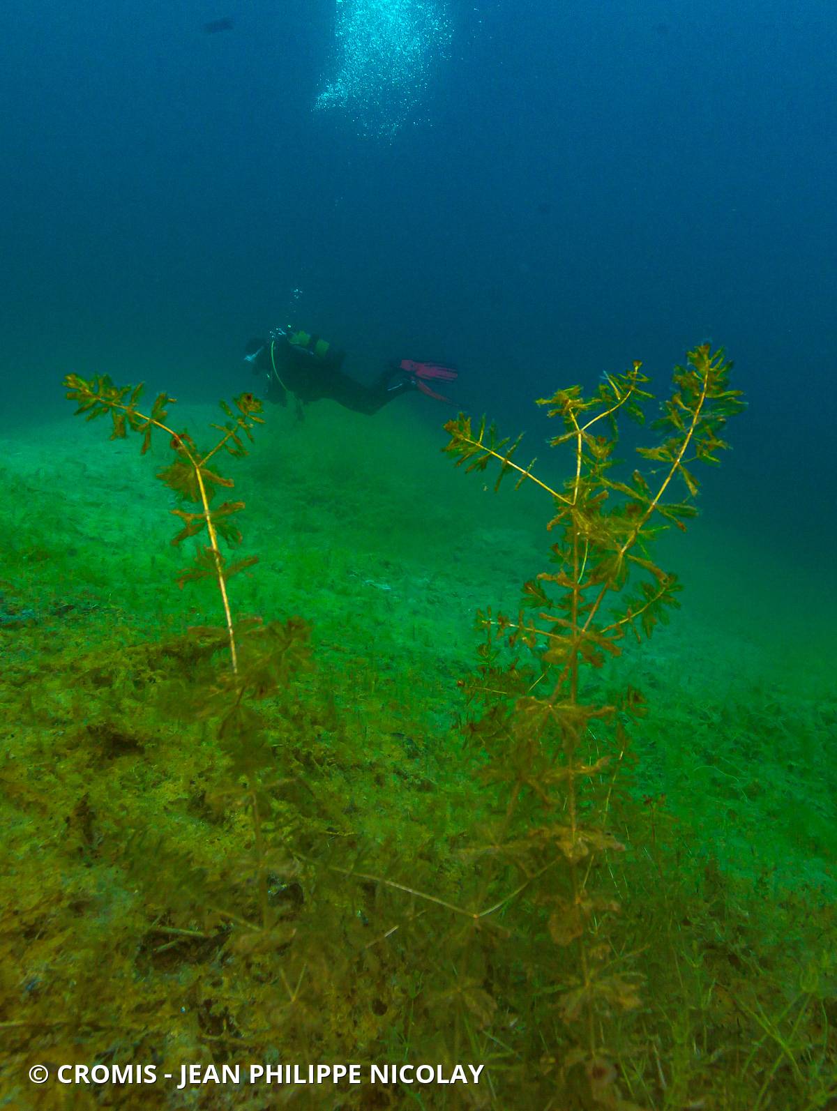 Myriophylle