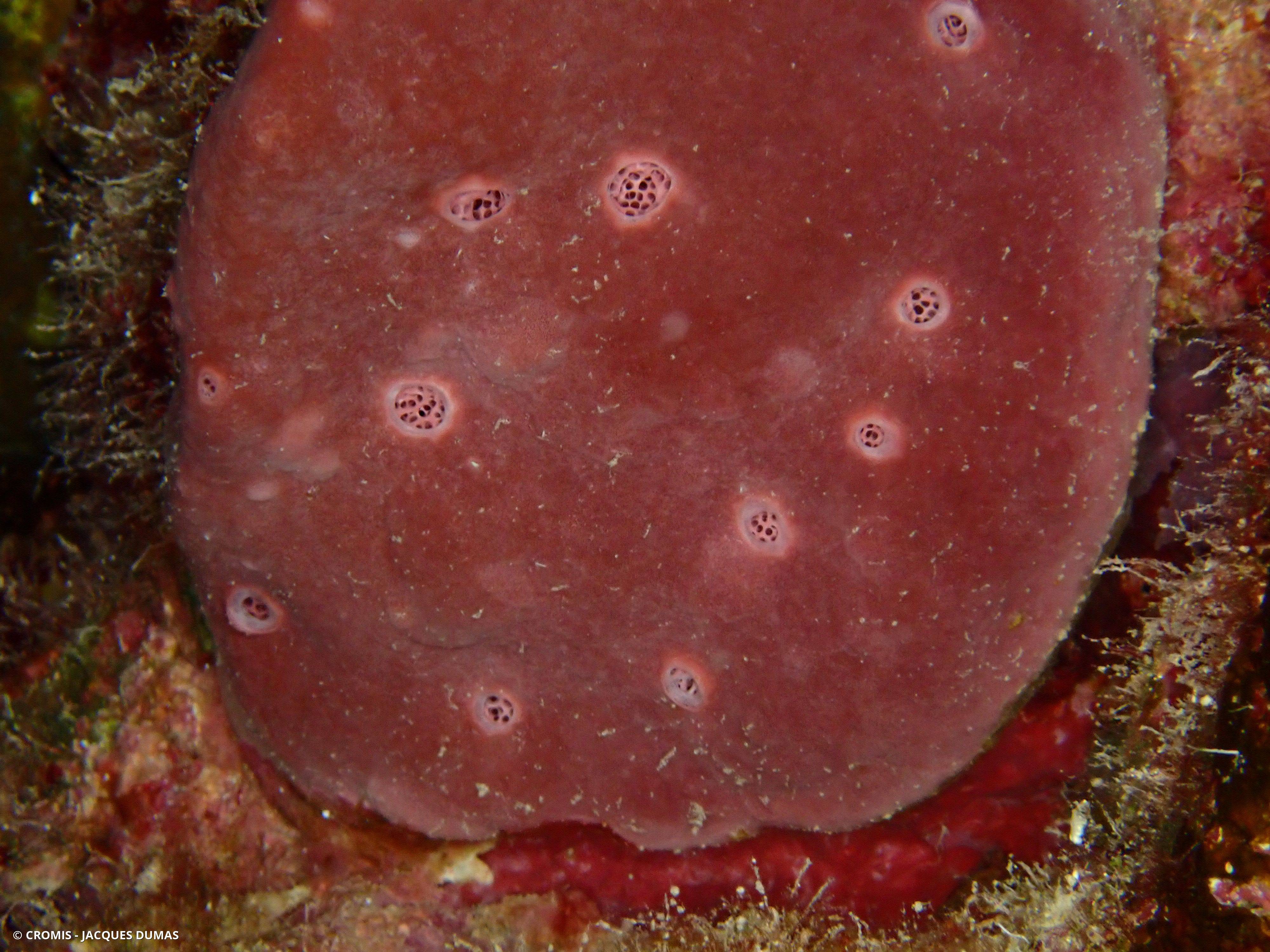 Eponge pierre