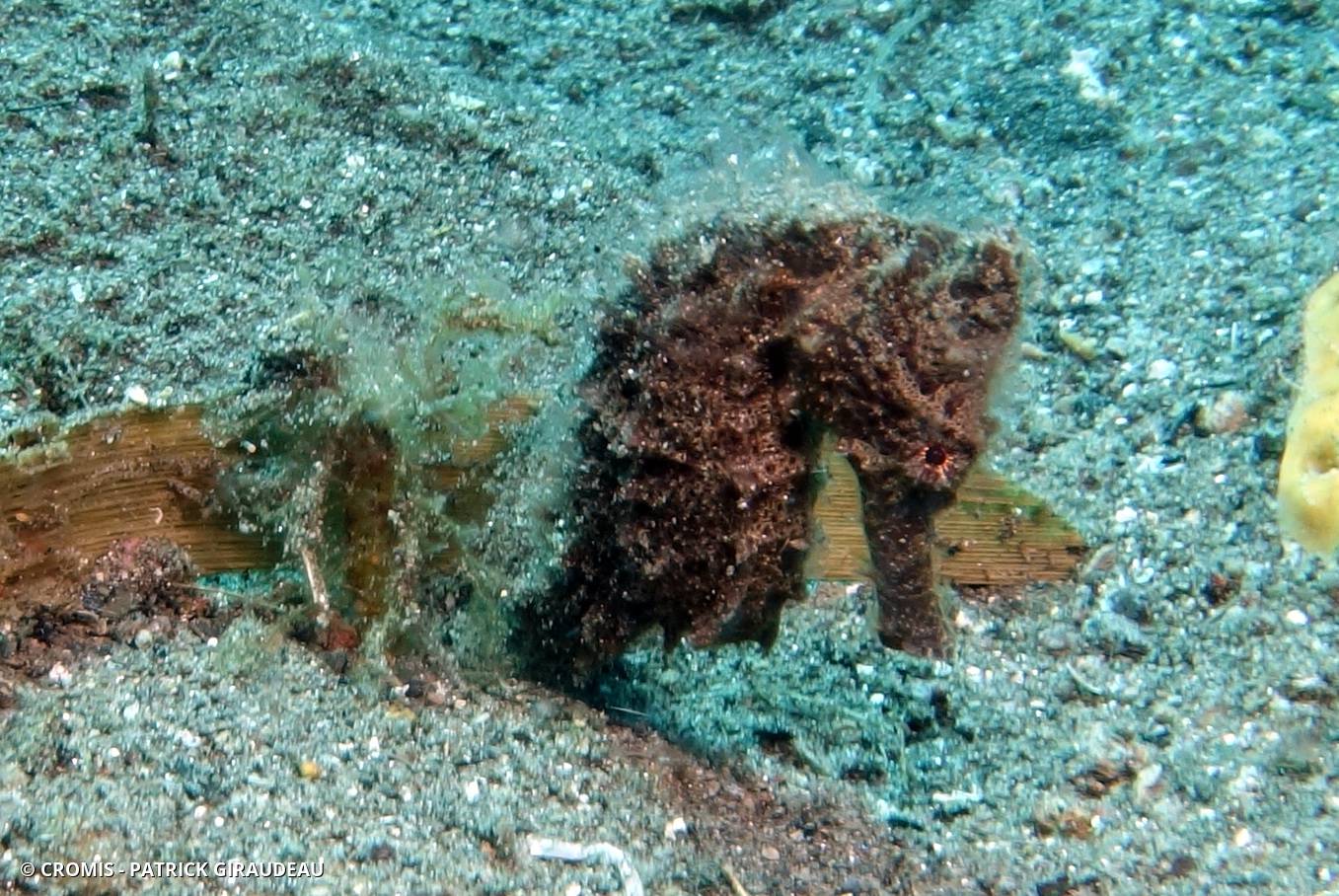Hippocampe hérissé