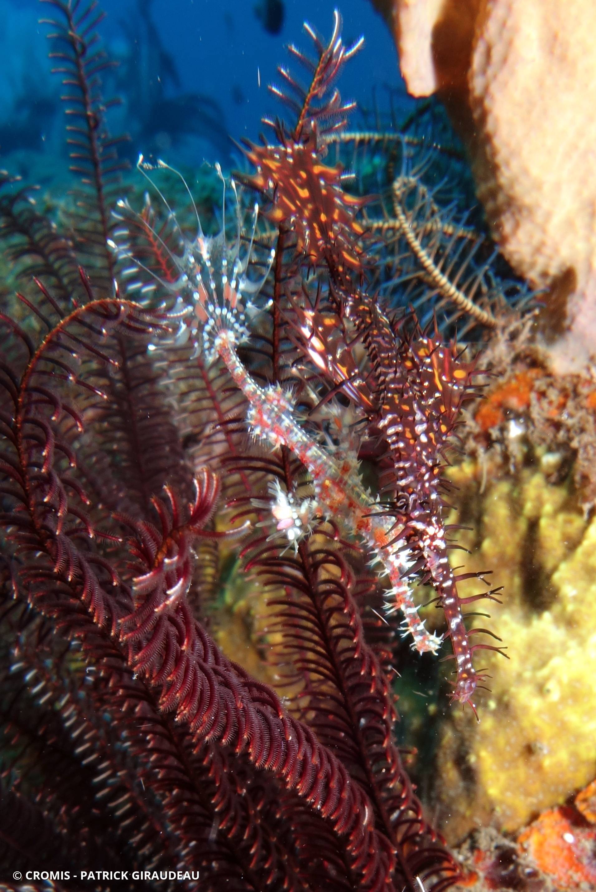 Poisson-fantôme arlequin