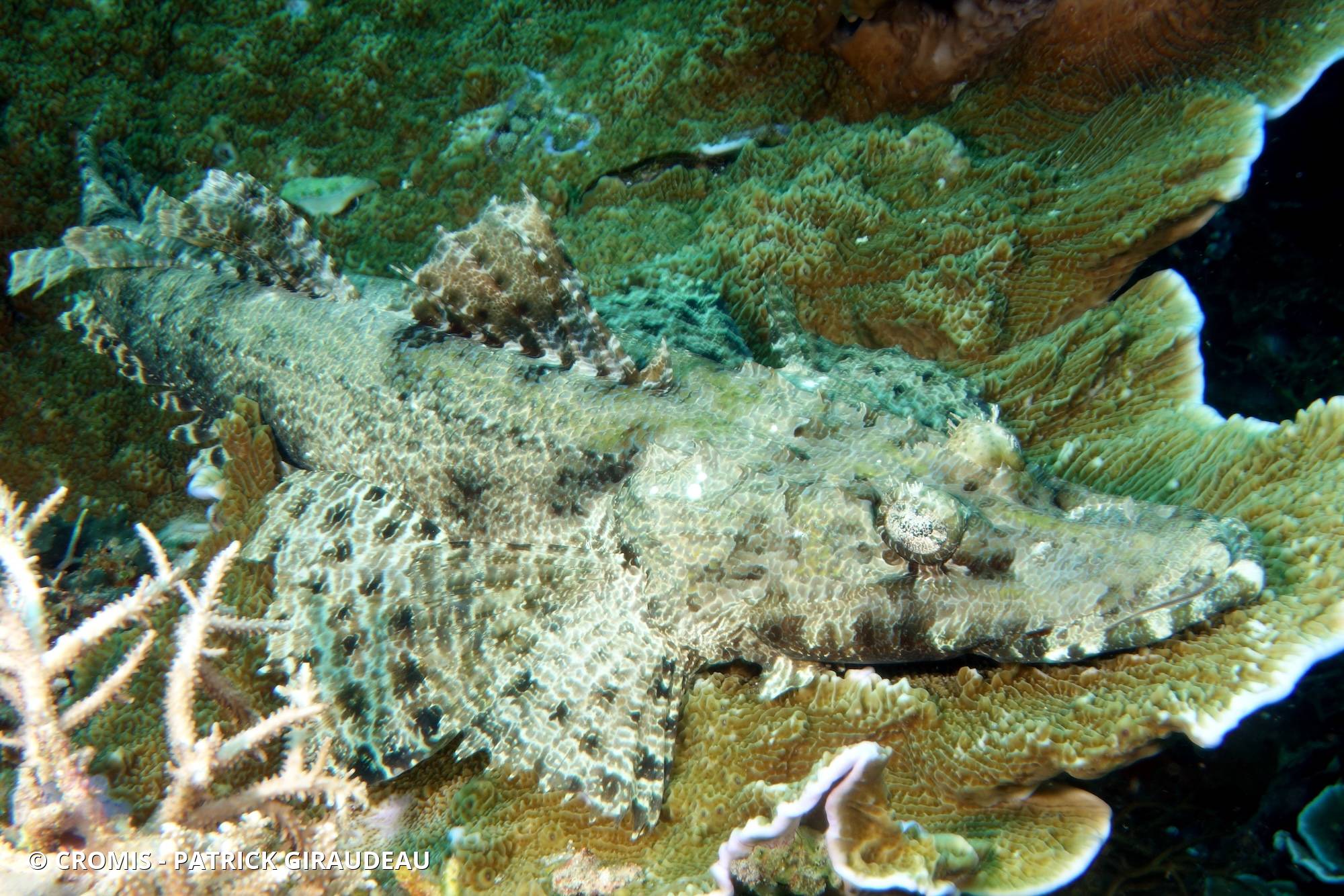Poisson-crocodile