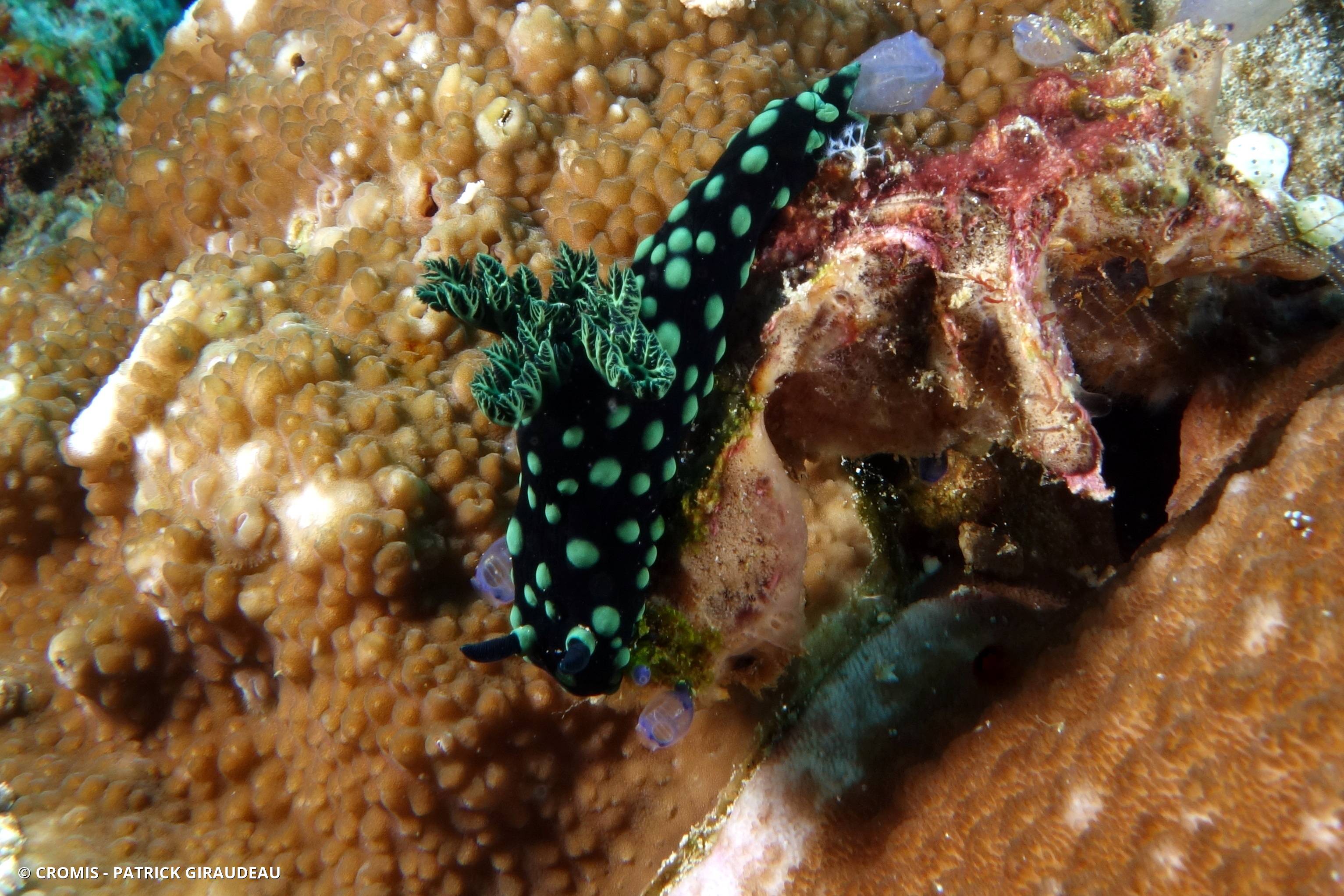 Nembrotha noir et vert