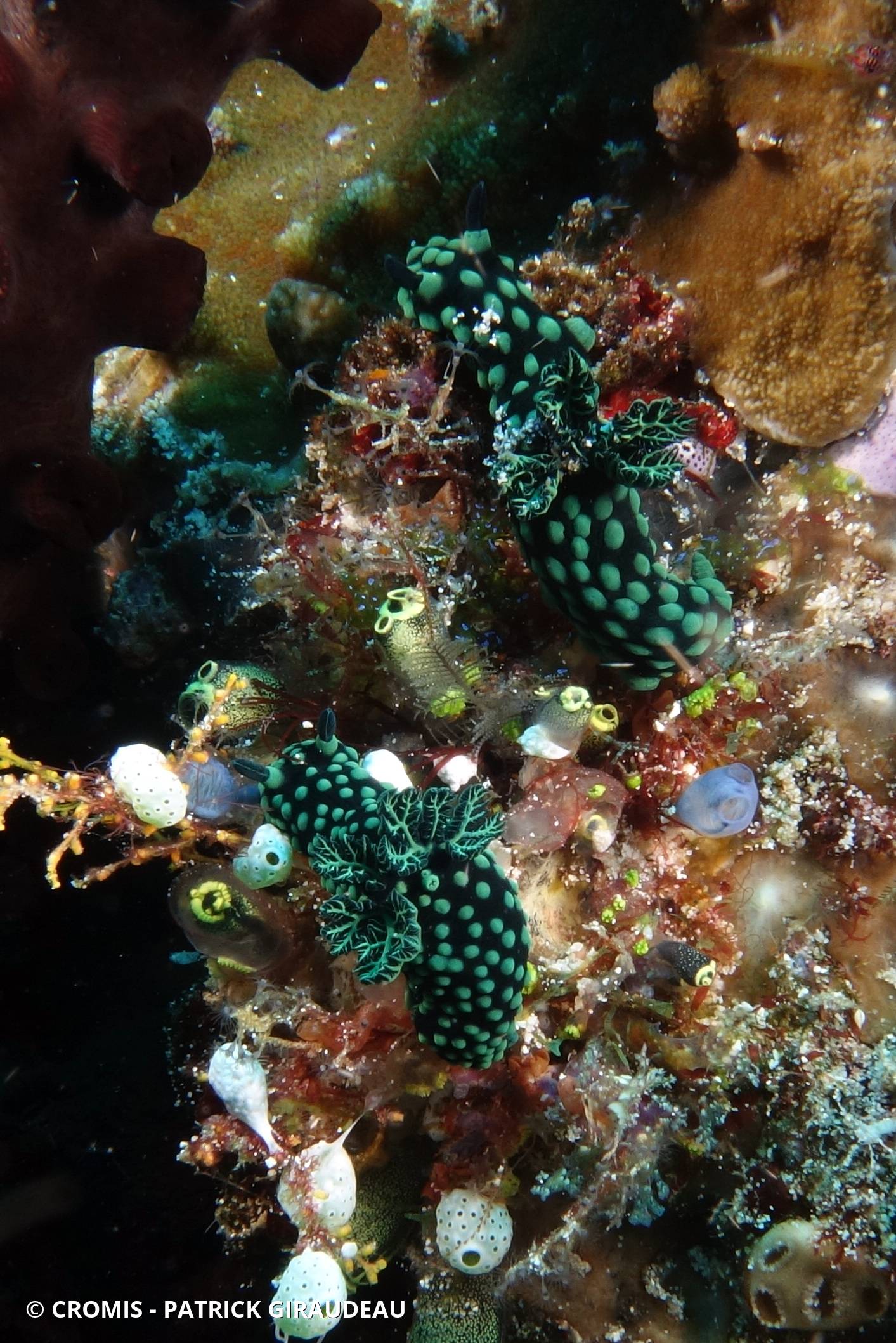 Nembrotha noir et vert