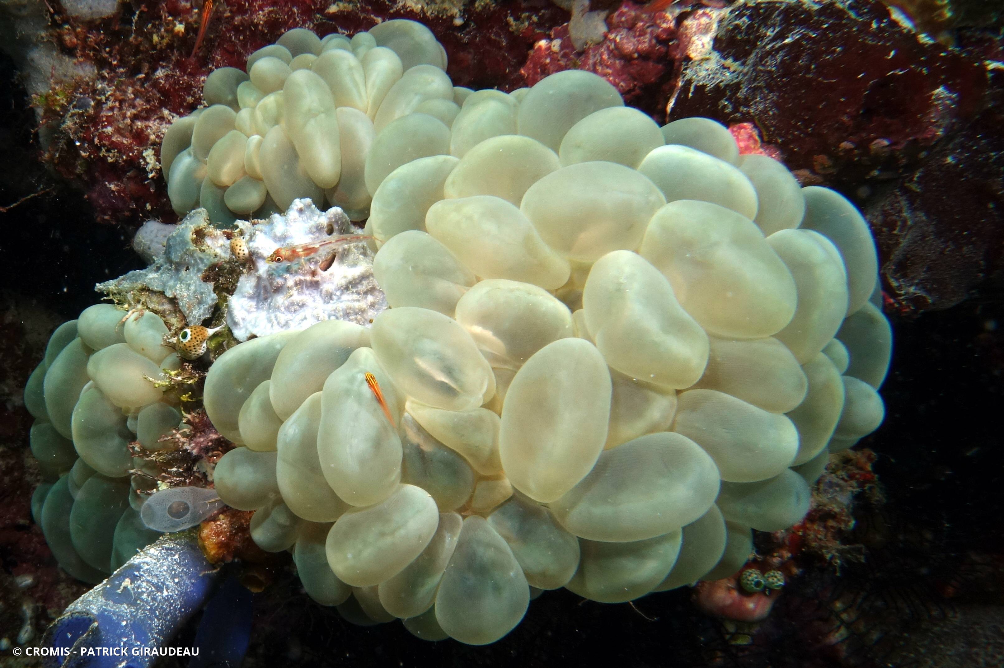 Corail à bulles