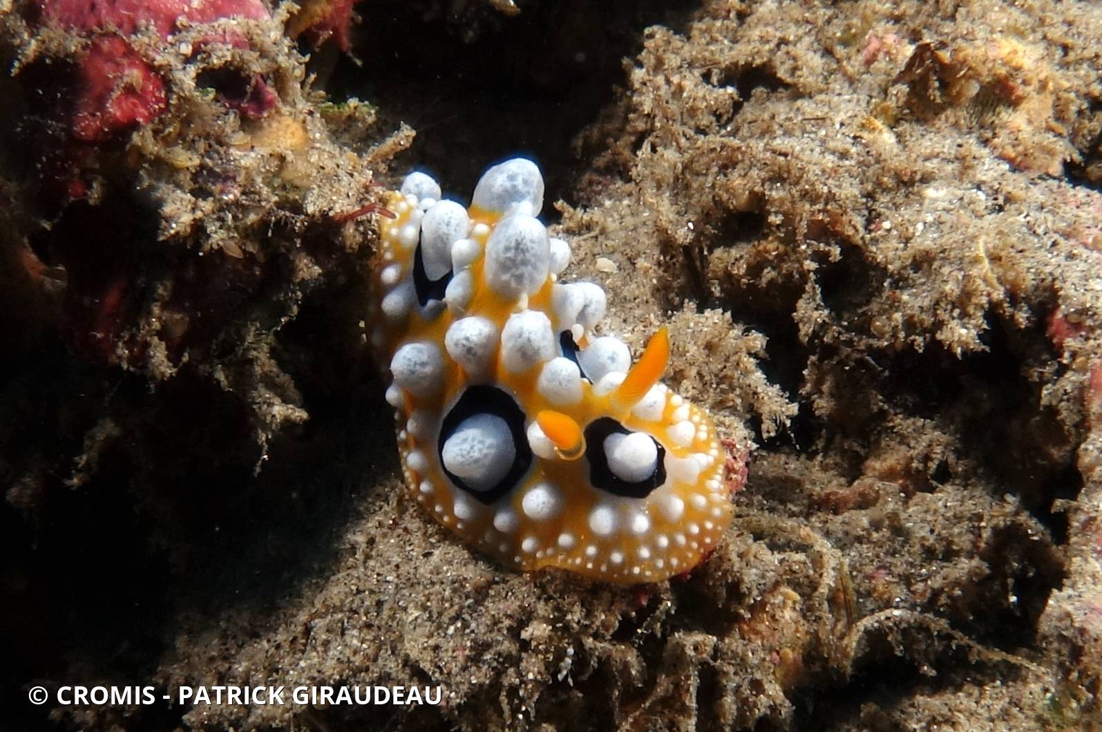 Phyllidie ocellée