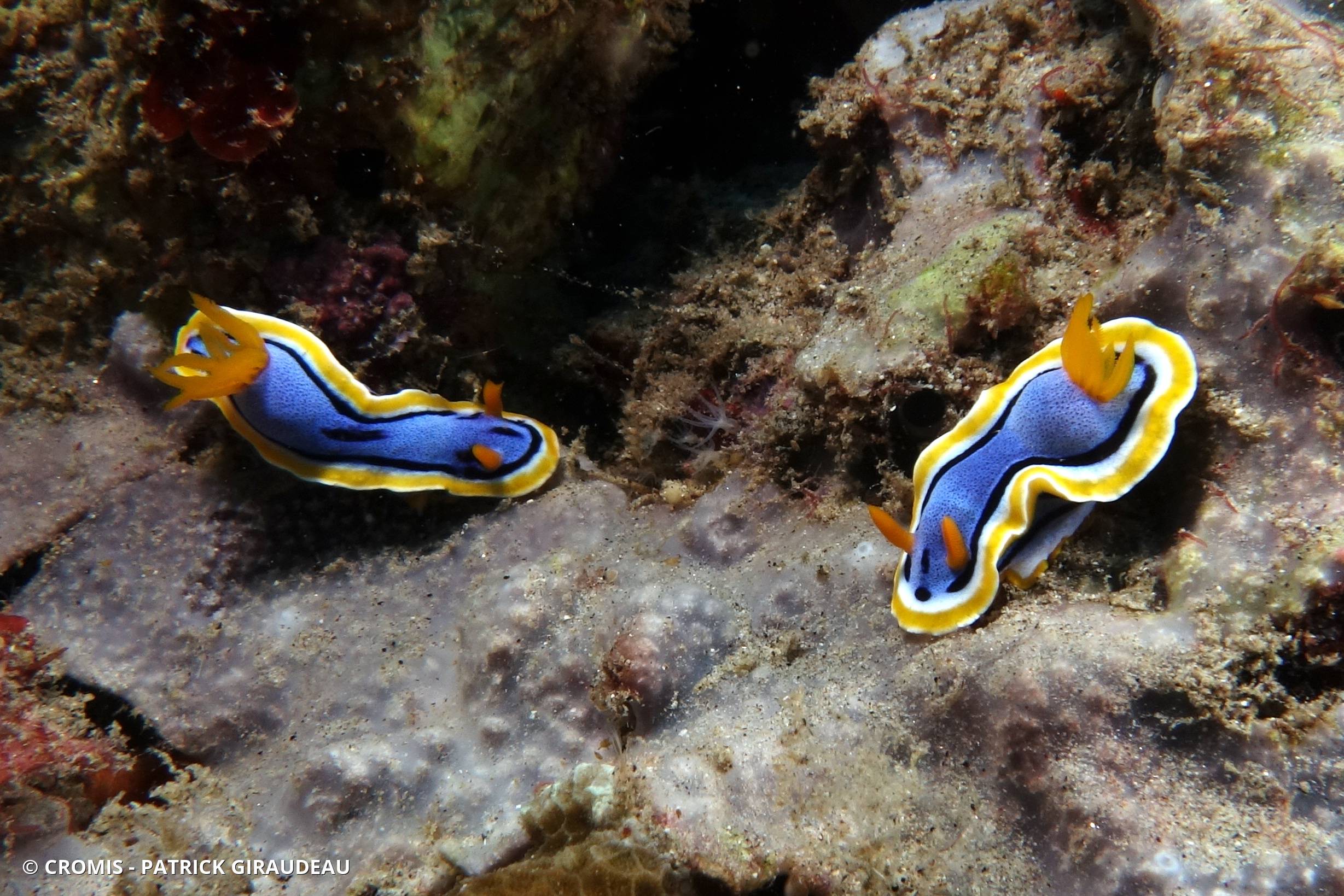 Chromodoris d'Anne