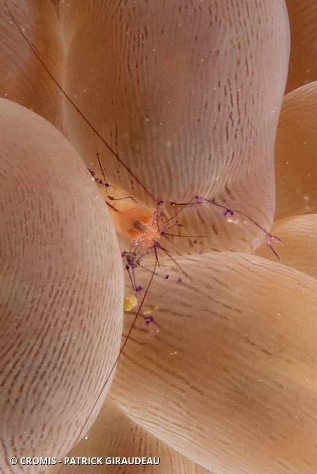 Crevette du corail bulle