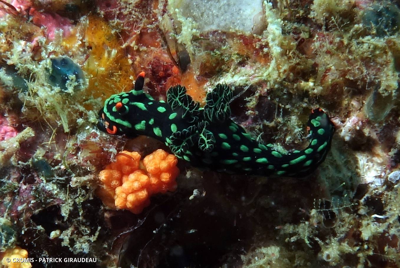 Nembrotha noir et vert