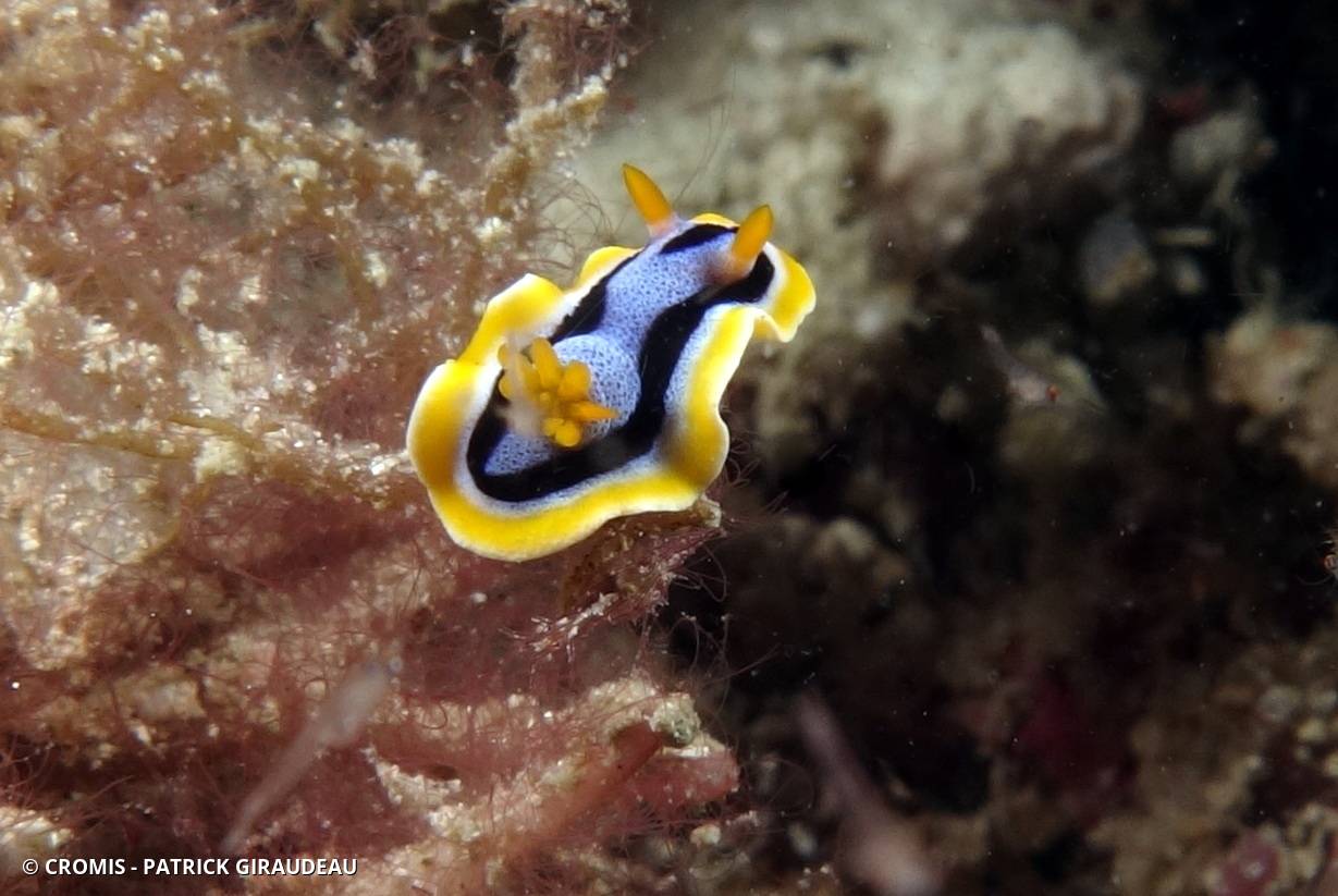 Chromodoris d'Anne