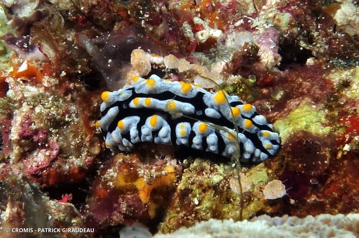 Phyllidie élégante
