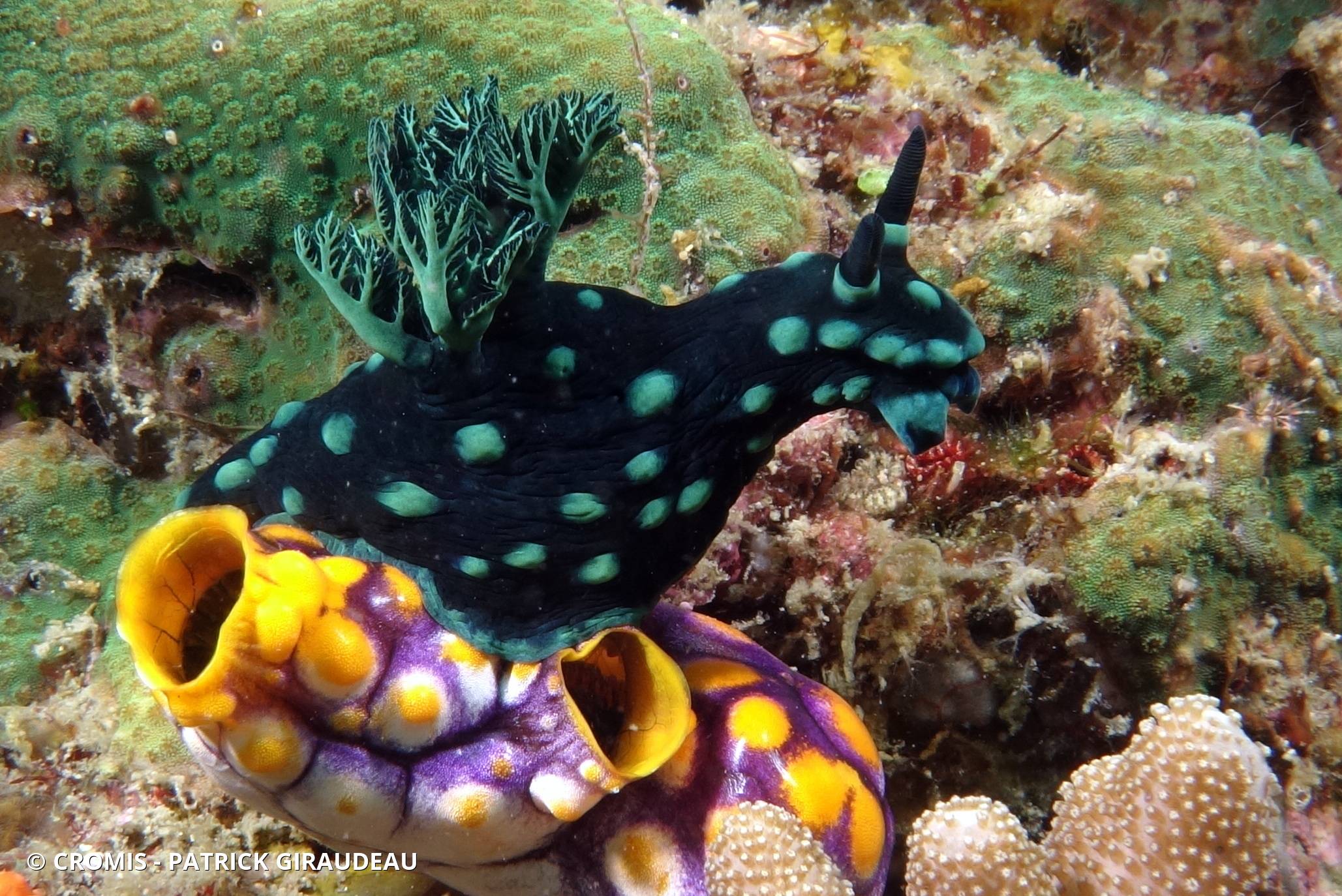 Nembrotha noir et vert