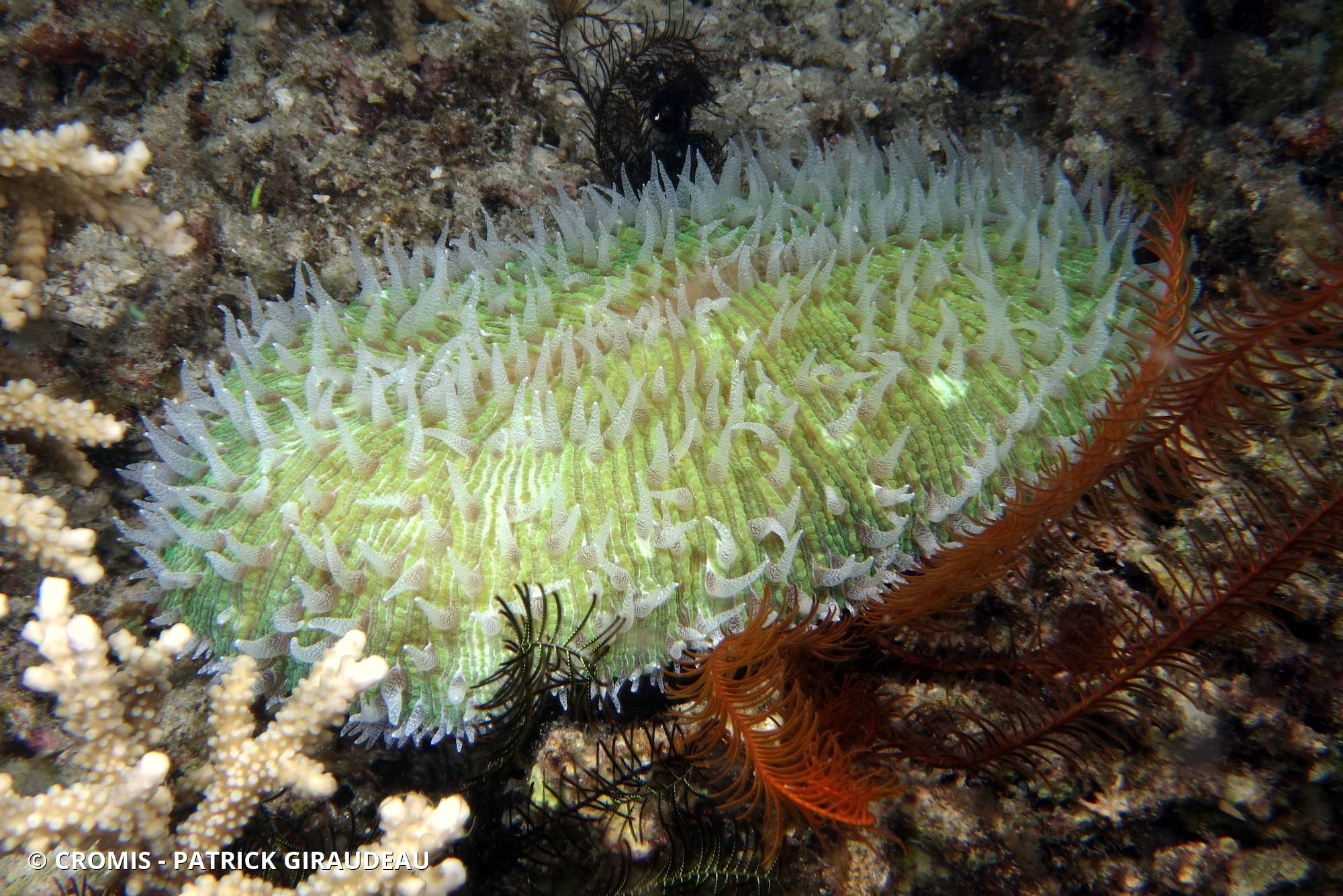 Corail champignon à tentacules blancs
