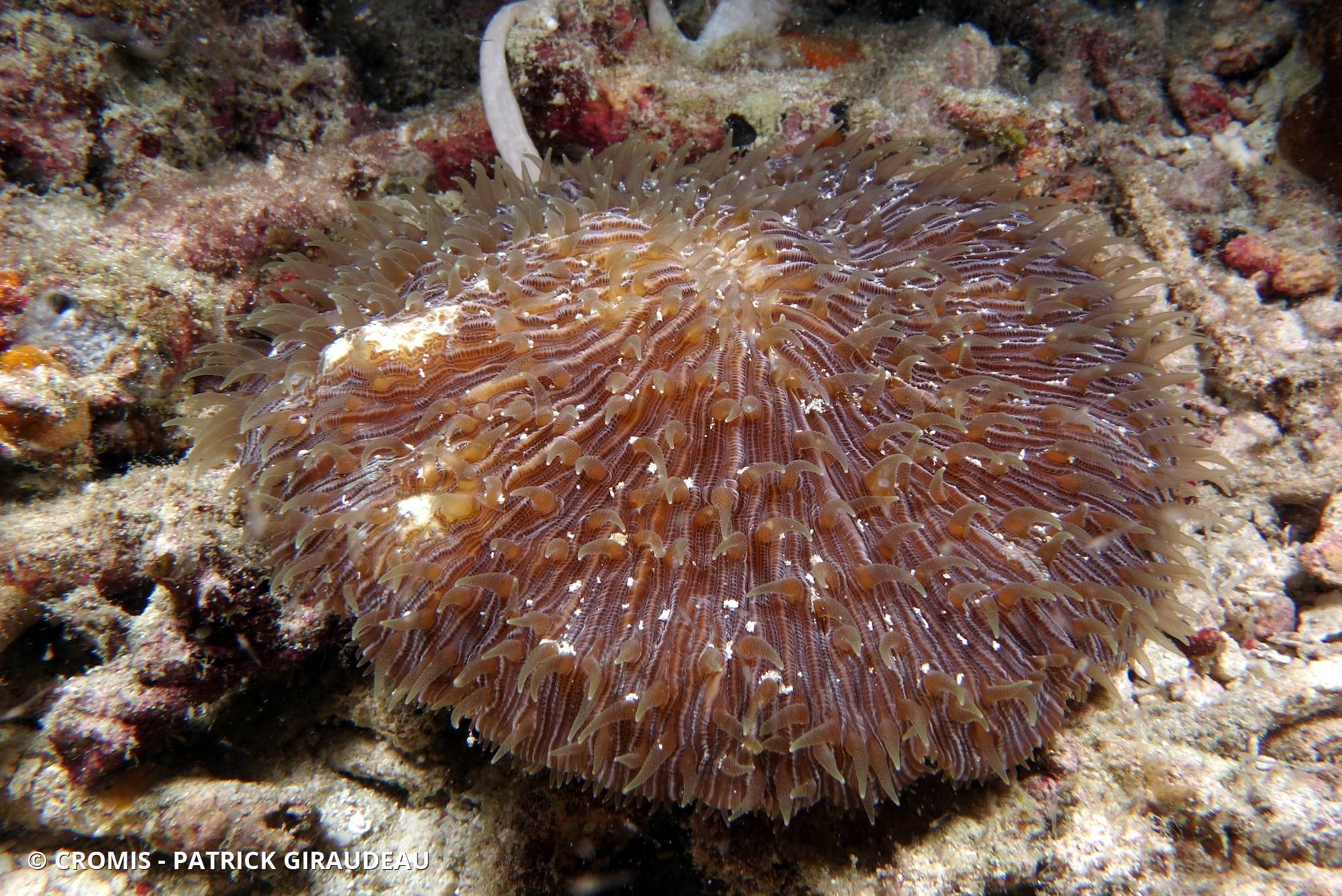 Corail champignon hirsute
